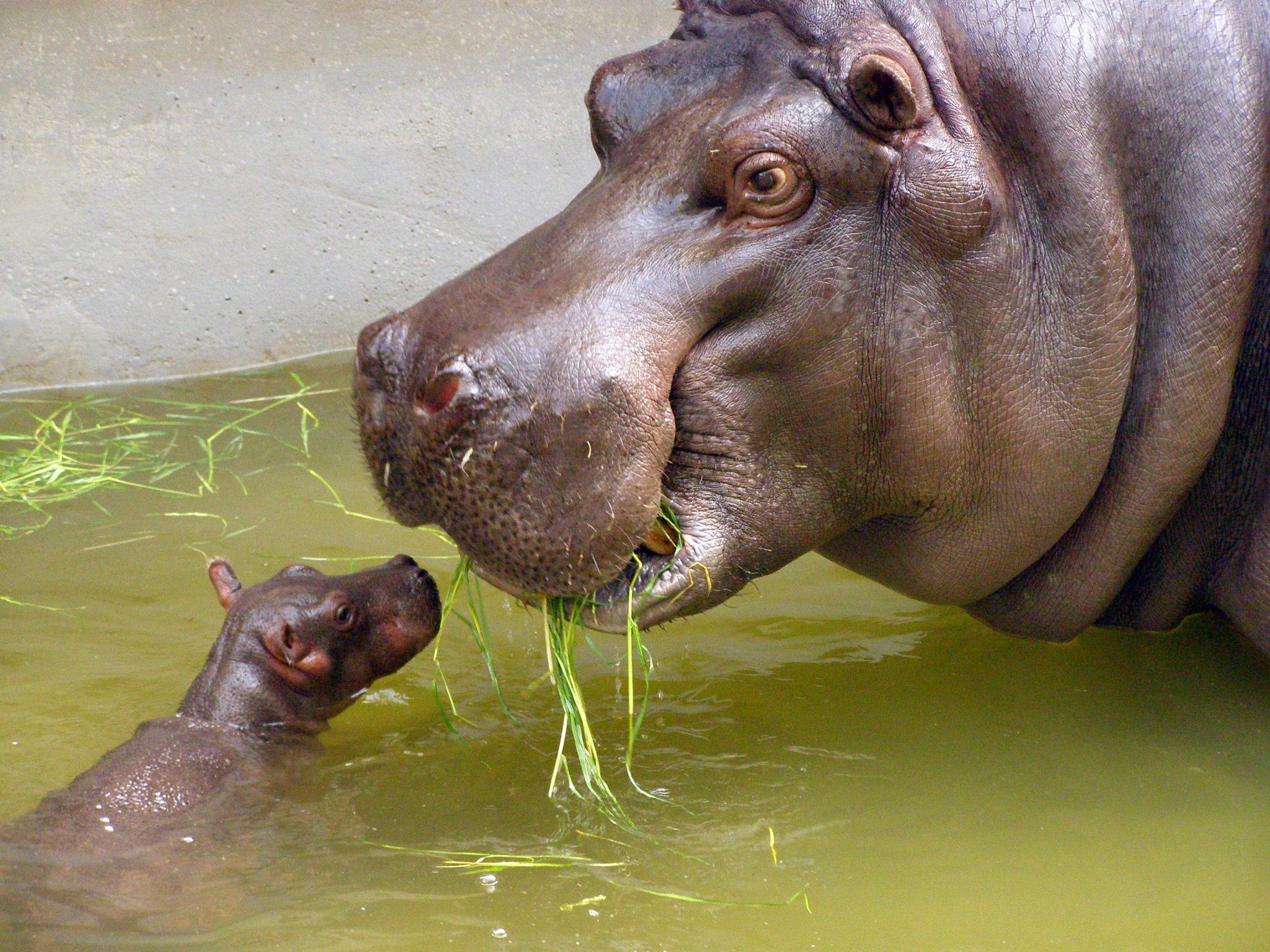 2048x1536 File:Mother and very small baby hippo.jpg