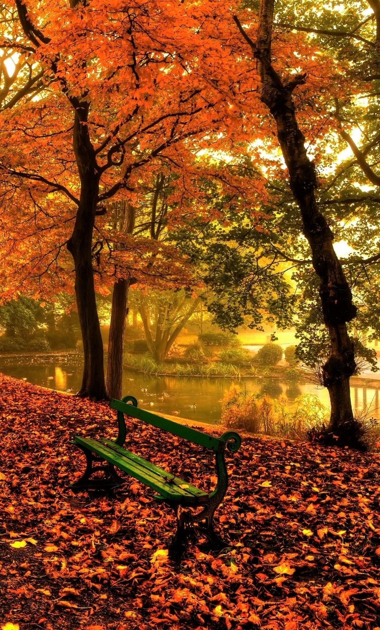 1280x2120 Bench And Trees From Autumn Park In Fall Full HD 2K Wallpaper