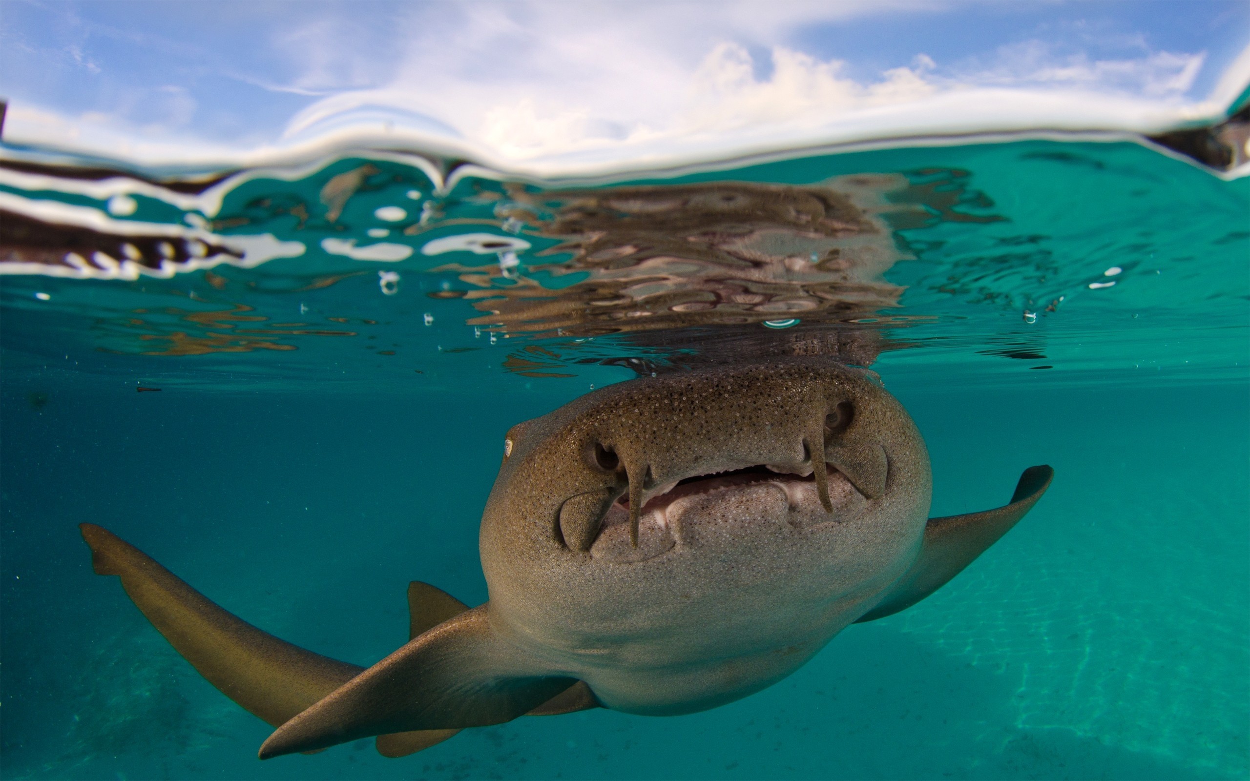 2560x1600 Wallpaper Shark, Fort walton beach, Florida, Underwater world HD, Picture,  Image