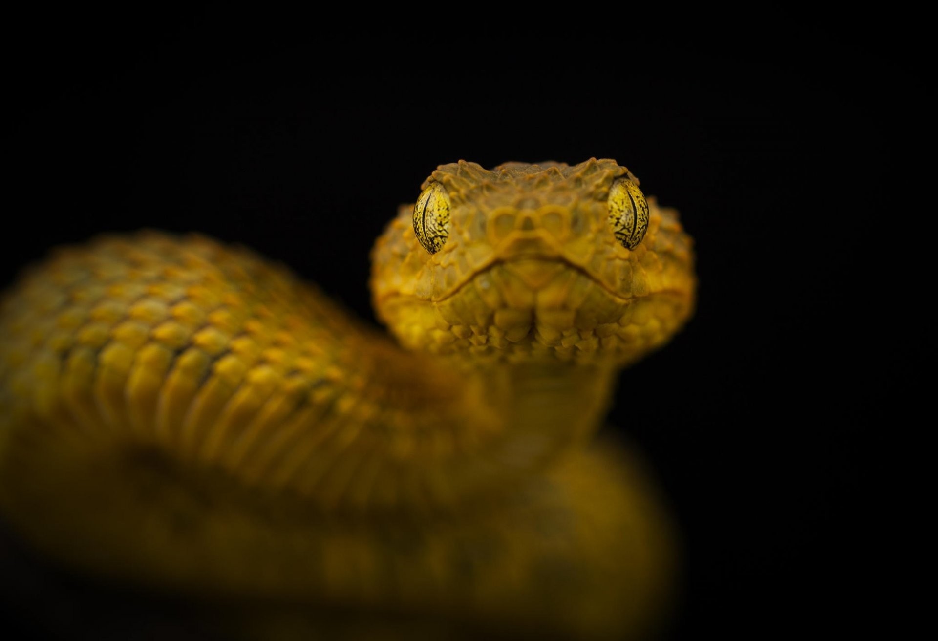 1920x1312 eye to eye snake poisonous