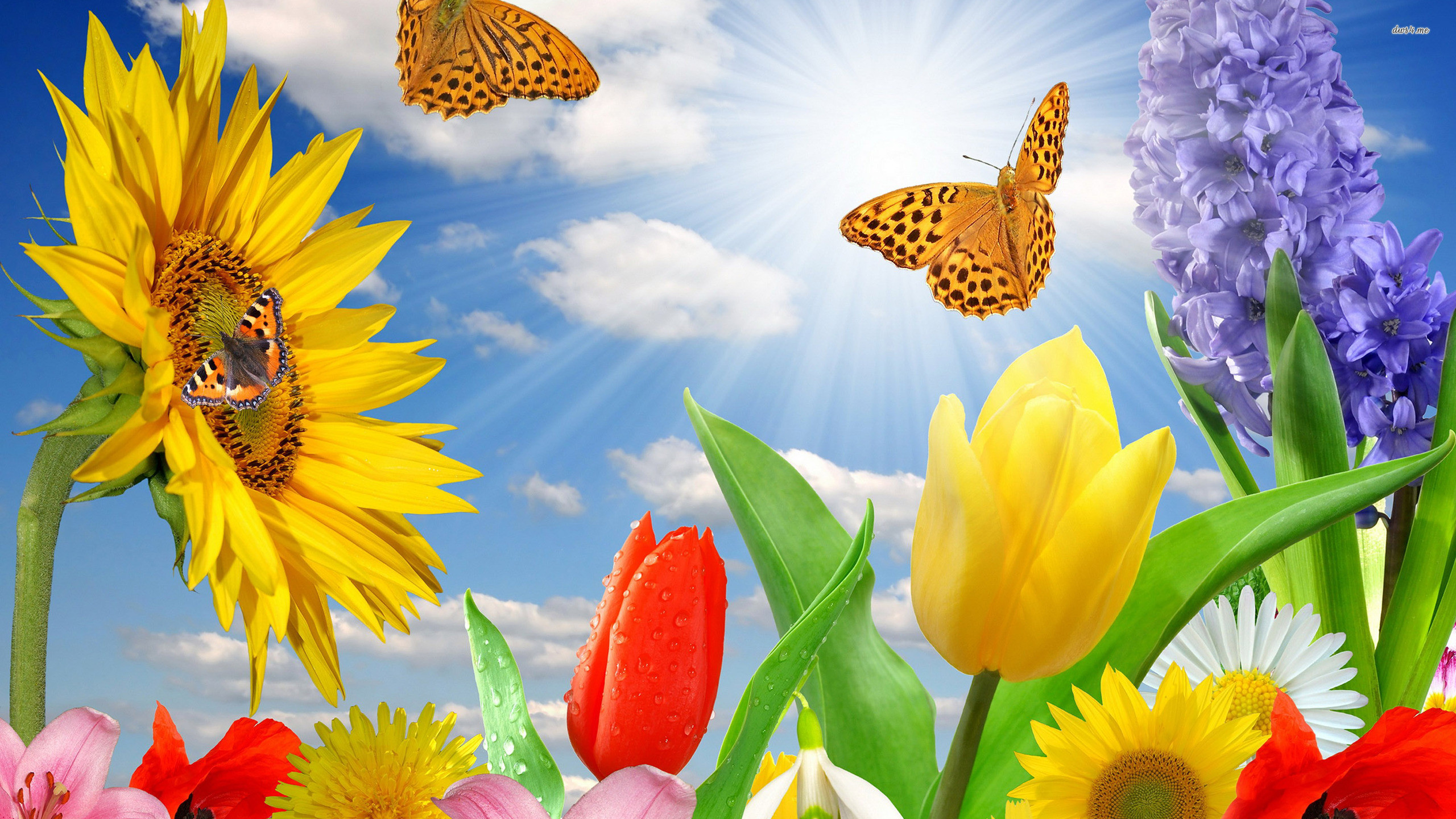 2560x1440 ... Daisy and Butterfly wallpaper | wallpaper free download