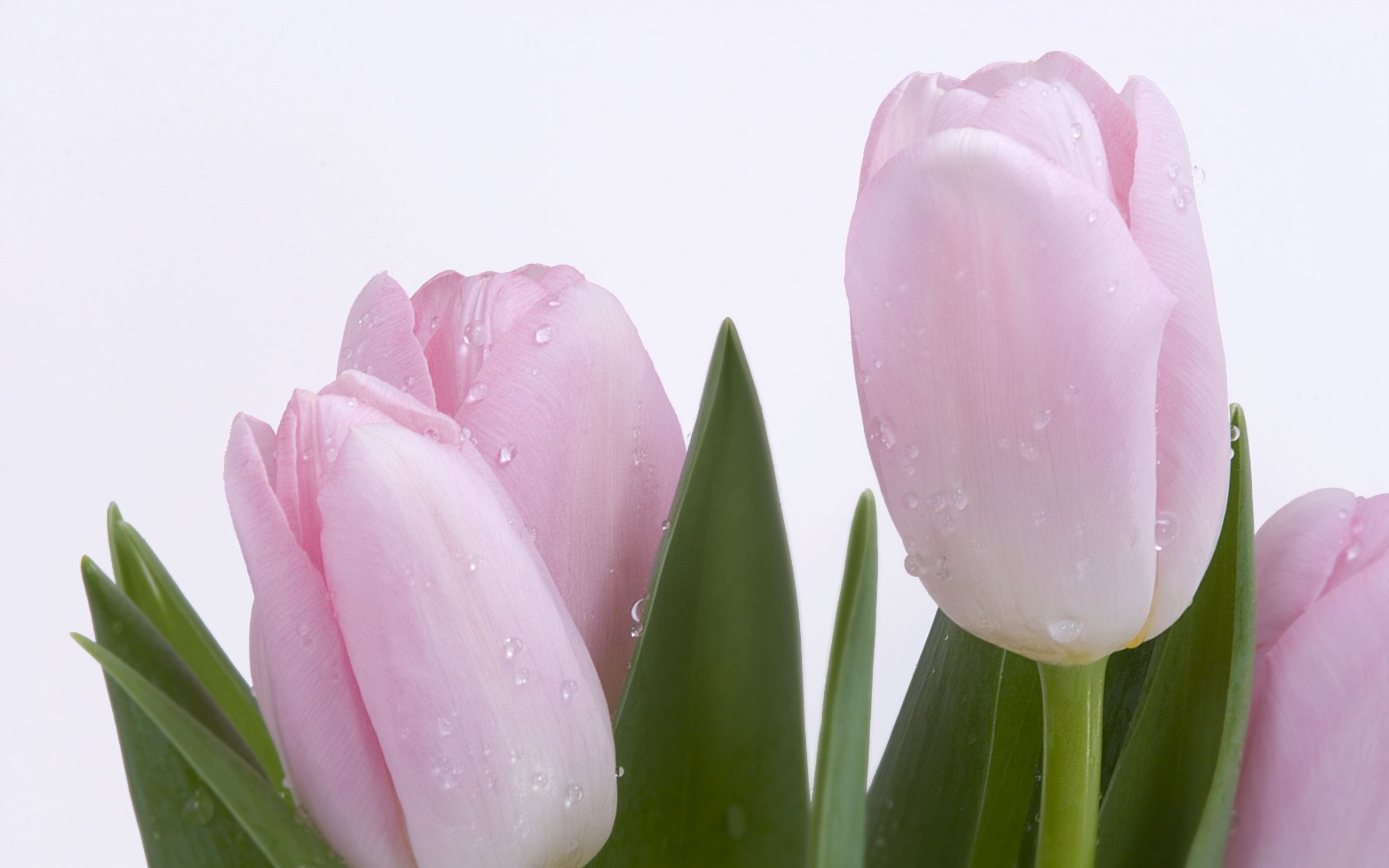 2560x1600 Pink Fresh Tulips Wallpaper Flowers Nature Wallpapers