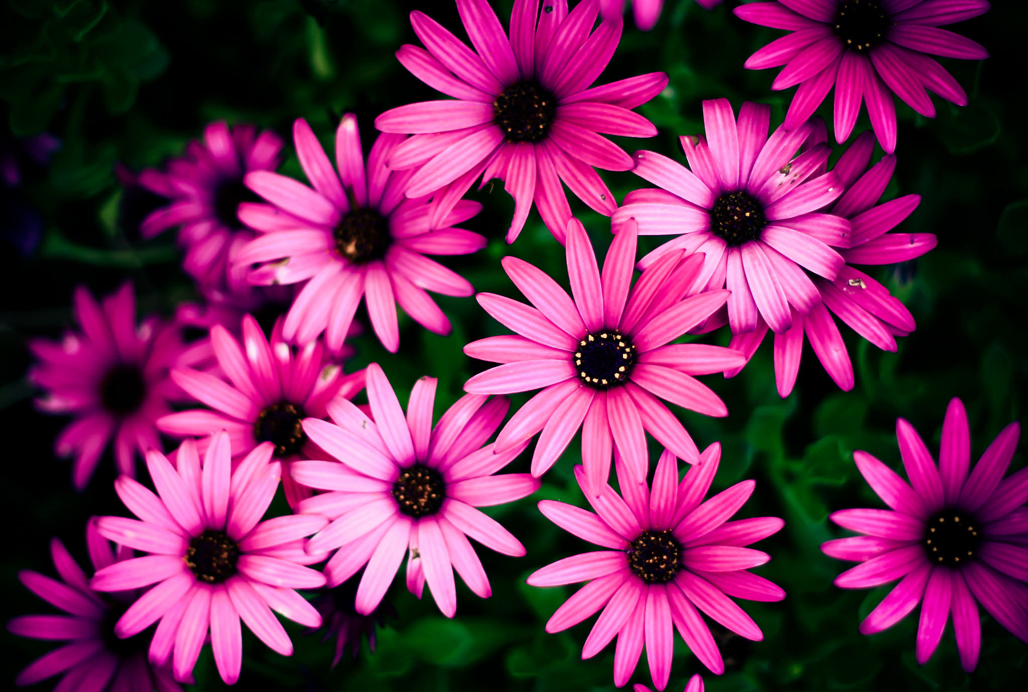 2048x1379 High Resolution Pink Daisy Flower Background. Awesome Pink Daisy Wallpaper