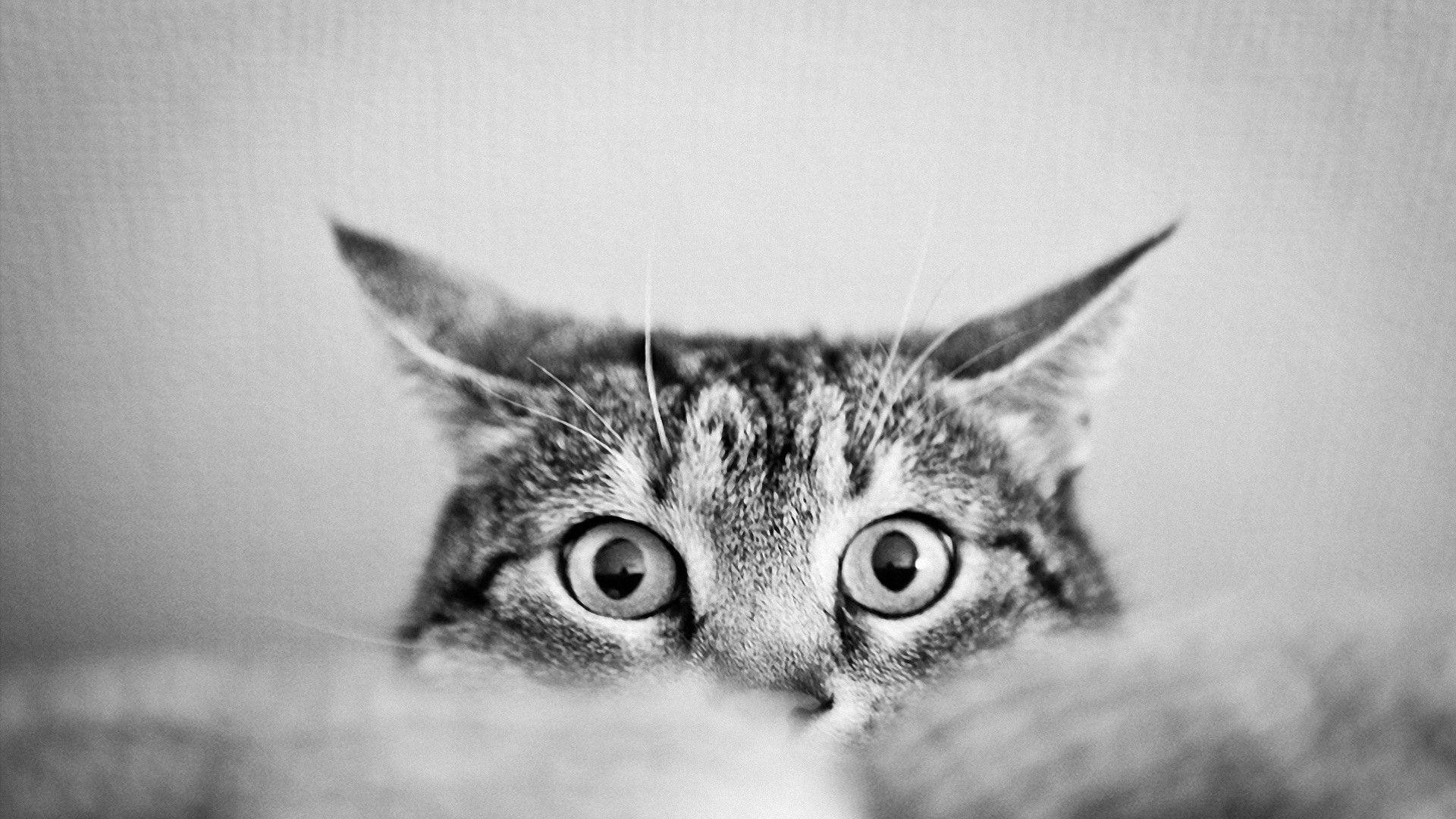 1920x1080 Images For > Black And White Cat Photography Wallpaper