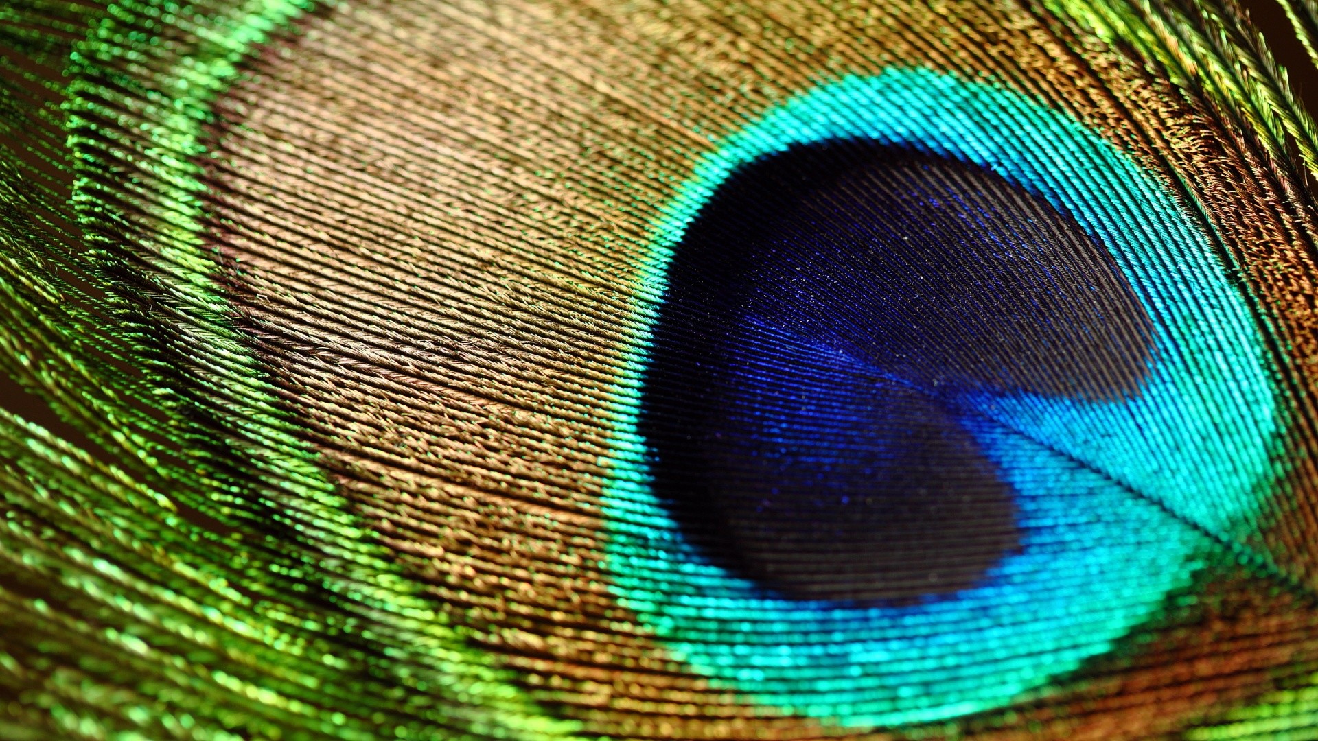 1920x1080 Peacock Feathers HQ Pics