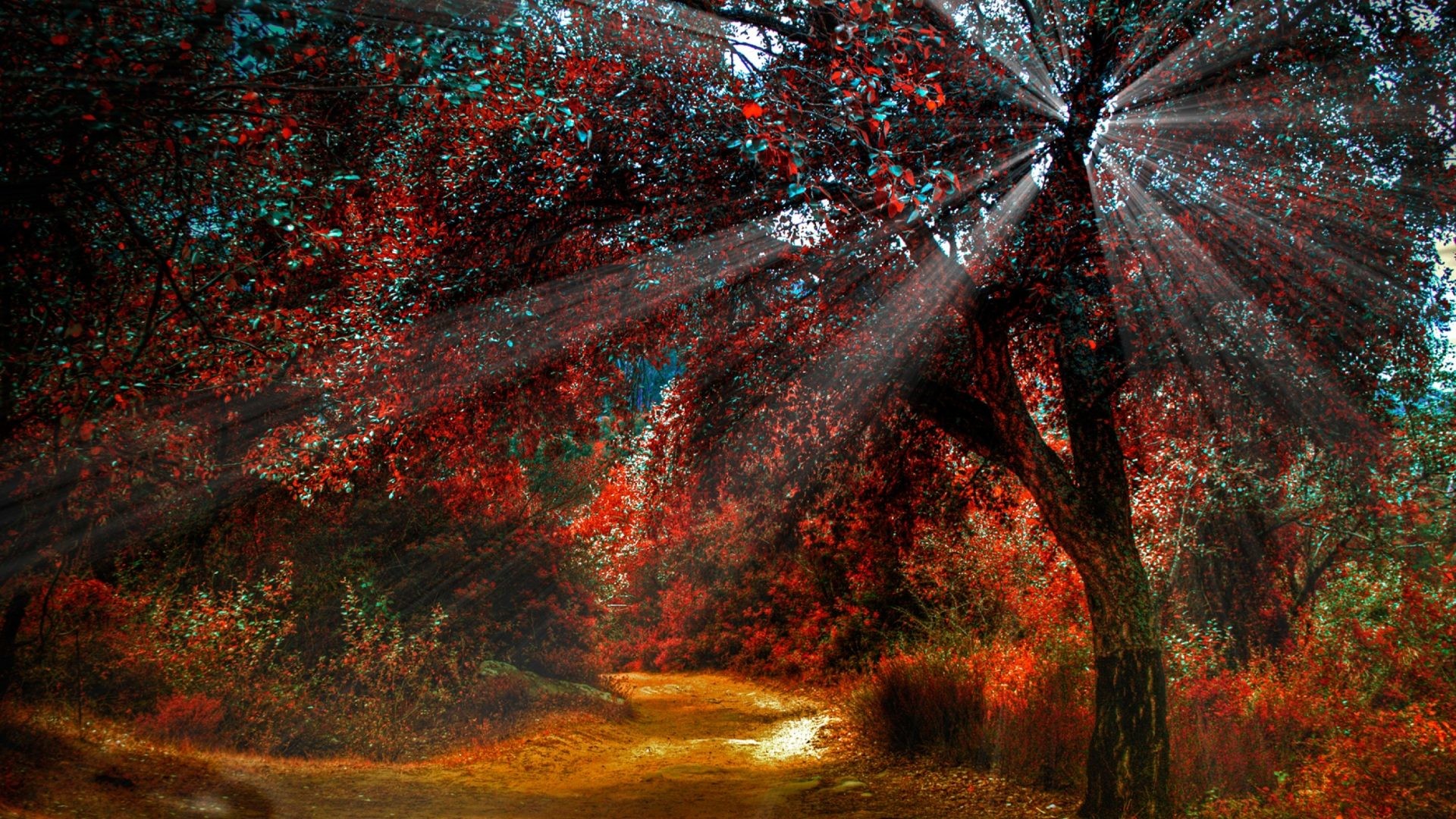 1920x1080 Leaves Tag - Forests Trees Beauty Red Plants Creative Beautiful Light  Scenery Rays Colors Magnificent Colored