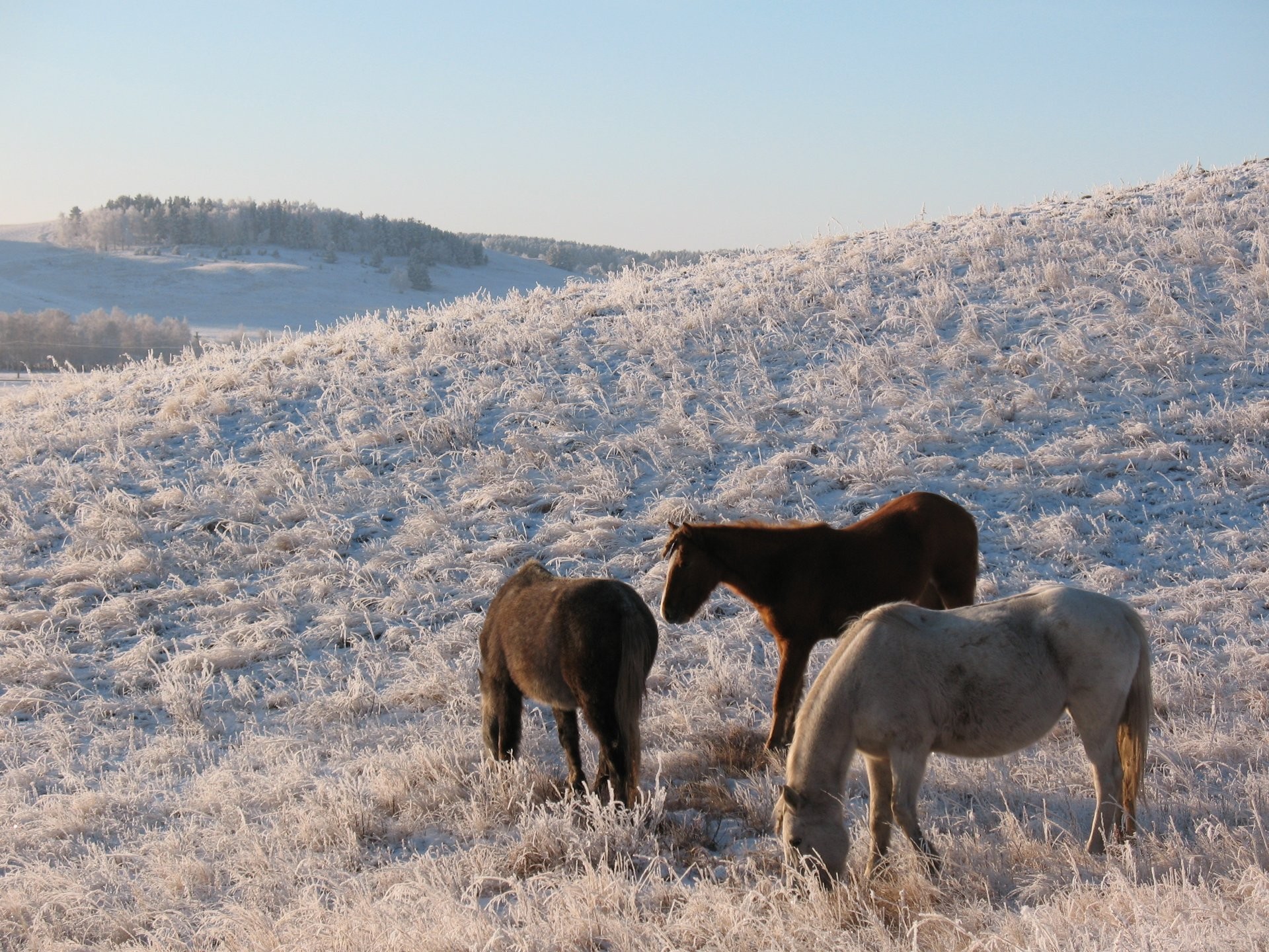 1920x1440 horse horse herd steppe kazakhstan volcano winter snow frost kokshetau  pasture pasture hd wallpapers
