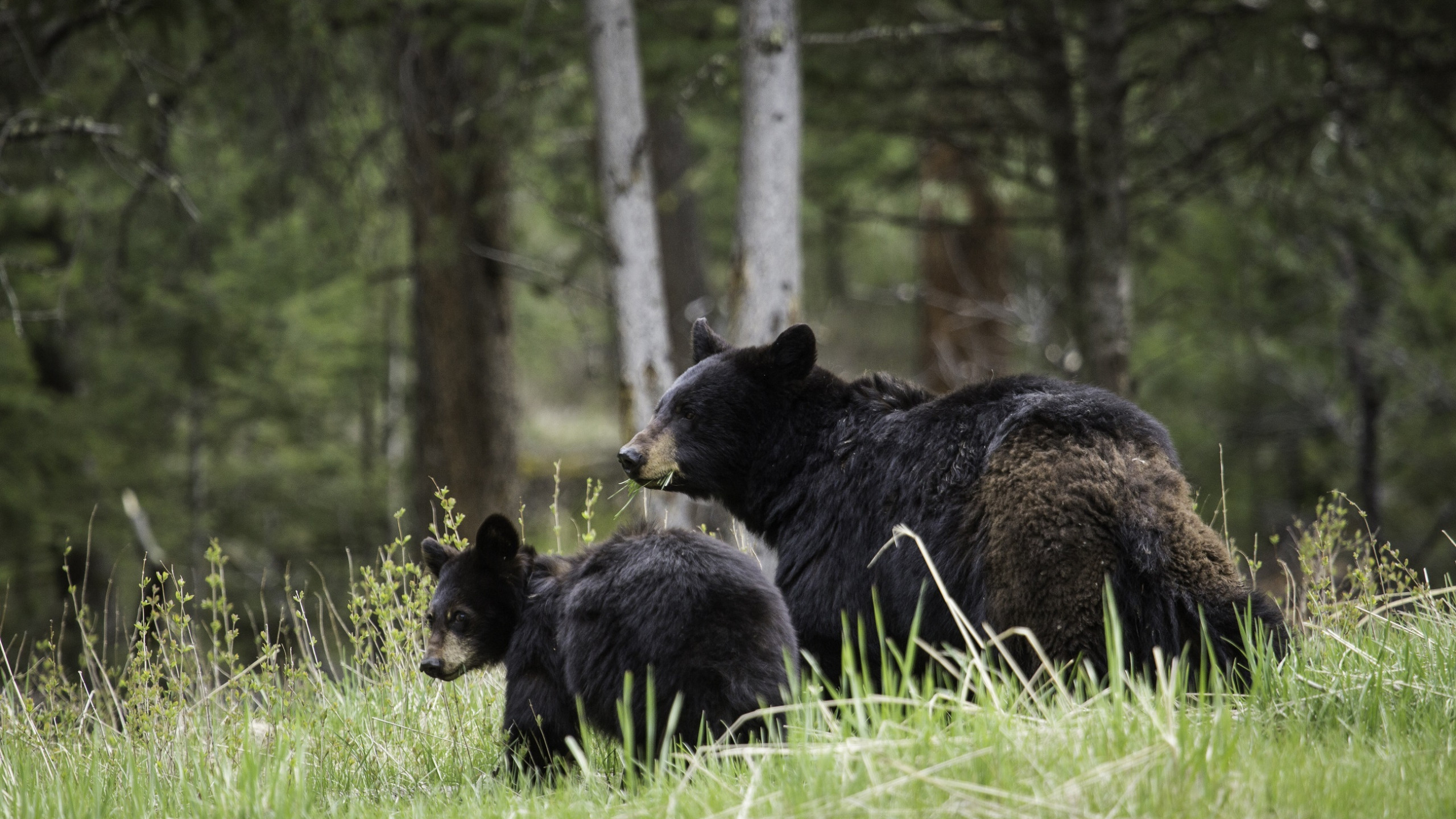 2560x1440 Wilderness, Yellowstone National Park, Nature Reserve, Mammal, American Black  Bear Wallpaper in