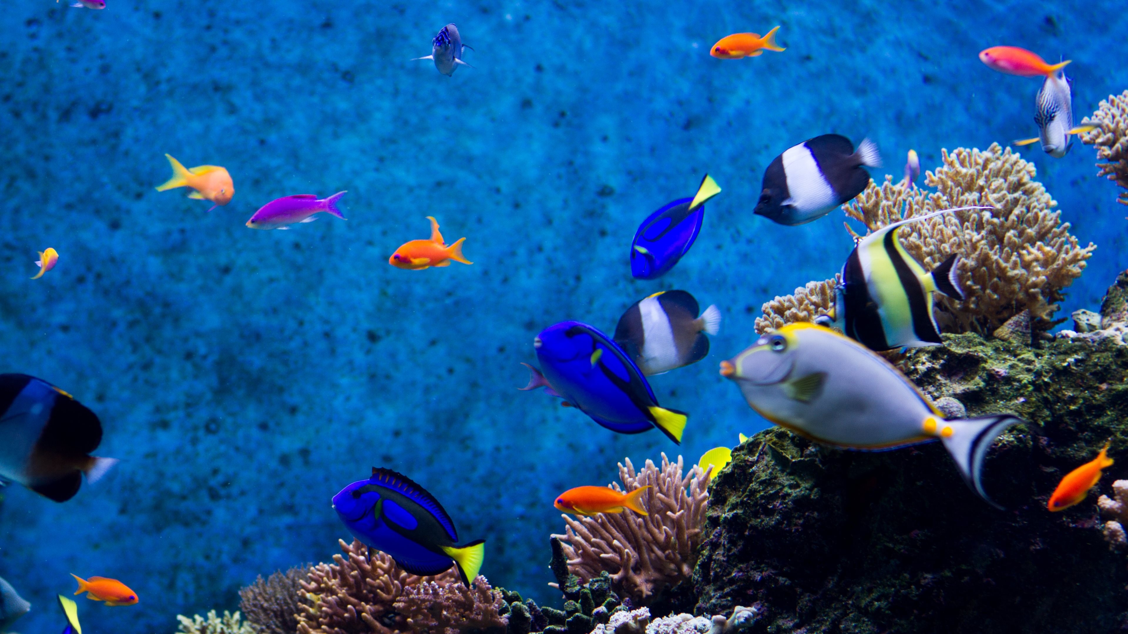 3840x2160 aquarium wallpaper win 81 Aquarium Wallpaper Moving Windows 10 -  ModaFinilsale