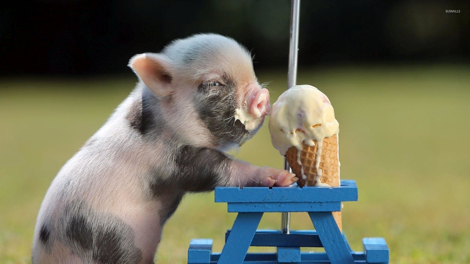 1920x1080 Piglet eating ice cream wallpaper - Funny wallpapers - #42372