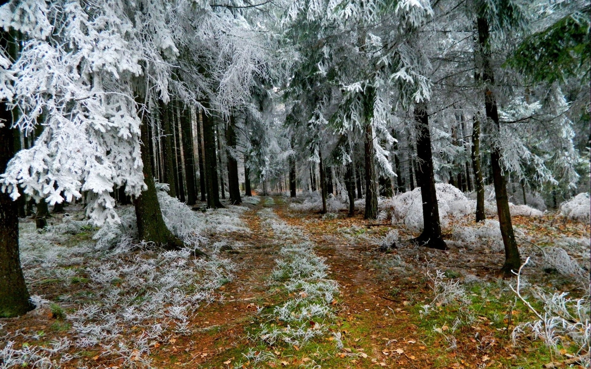 1920x1200 Winter Frost | Winter, frost, forest trees, the trail, nature Desktop  Wallpapers