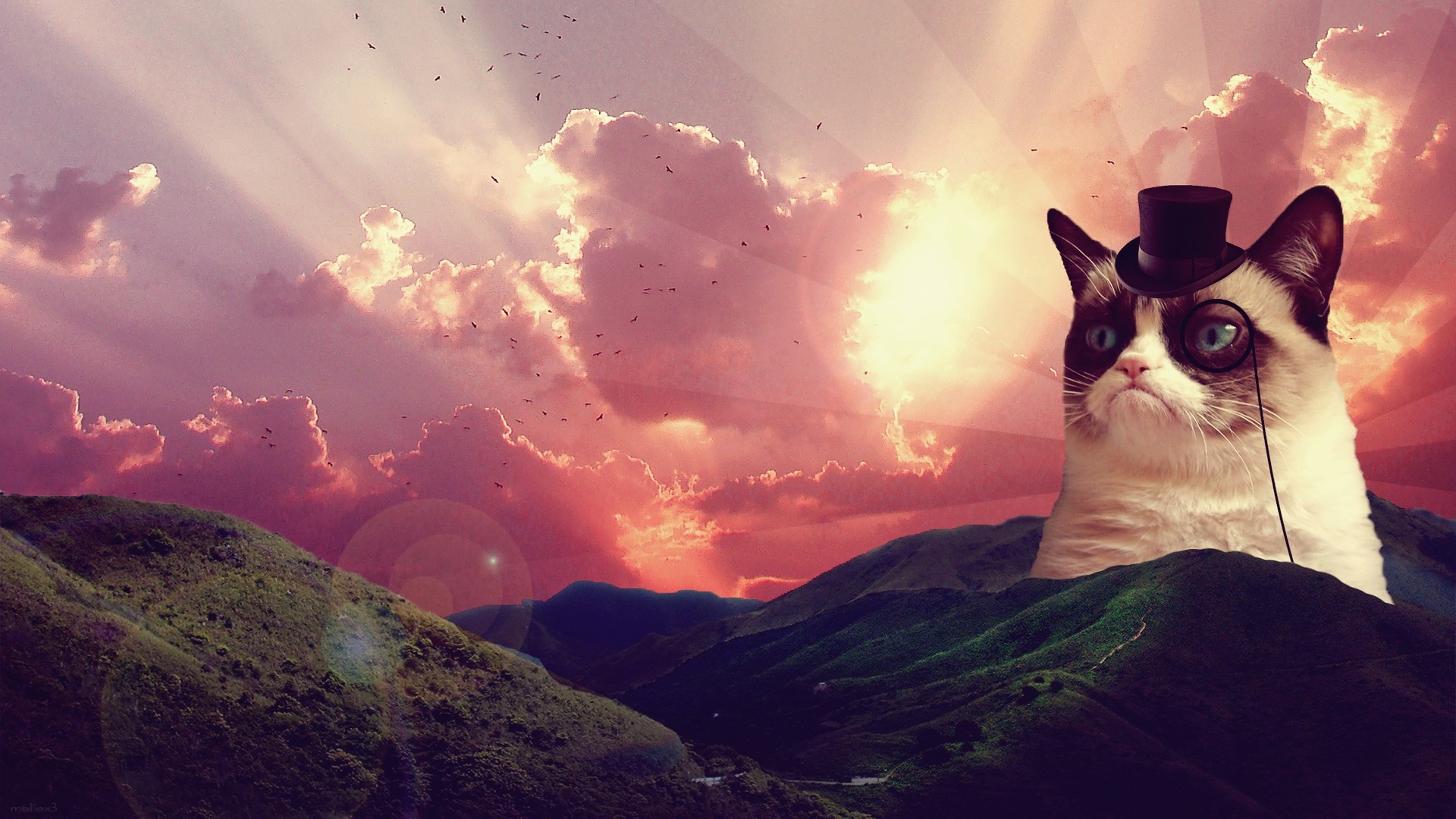 1920x1080 HD Grumpy Cat Wallpaper For Background, Sherice Maclean 17