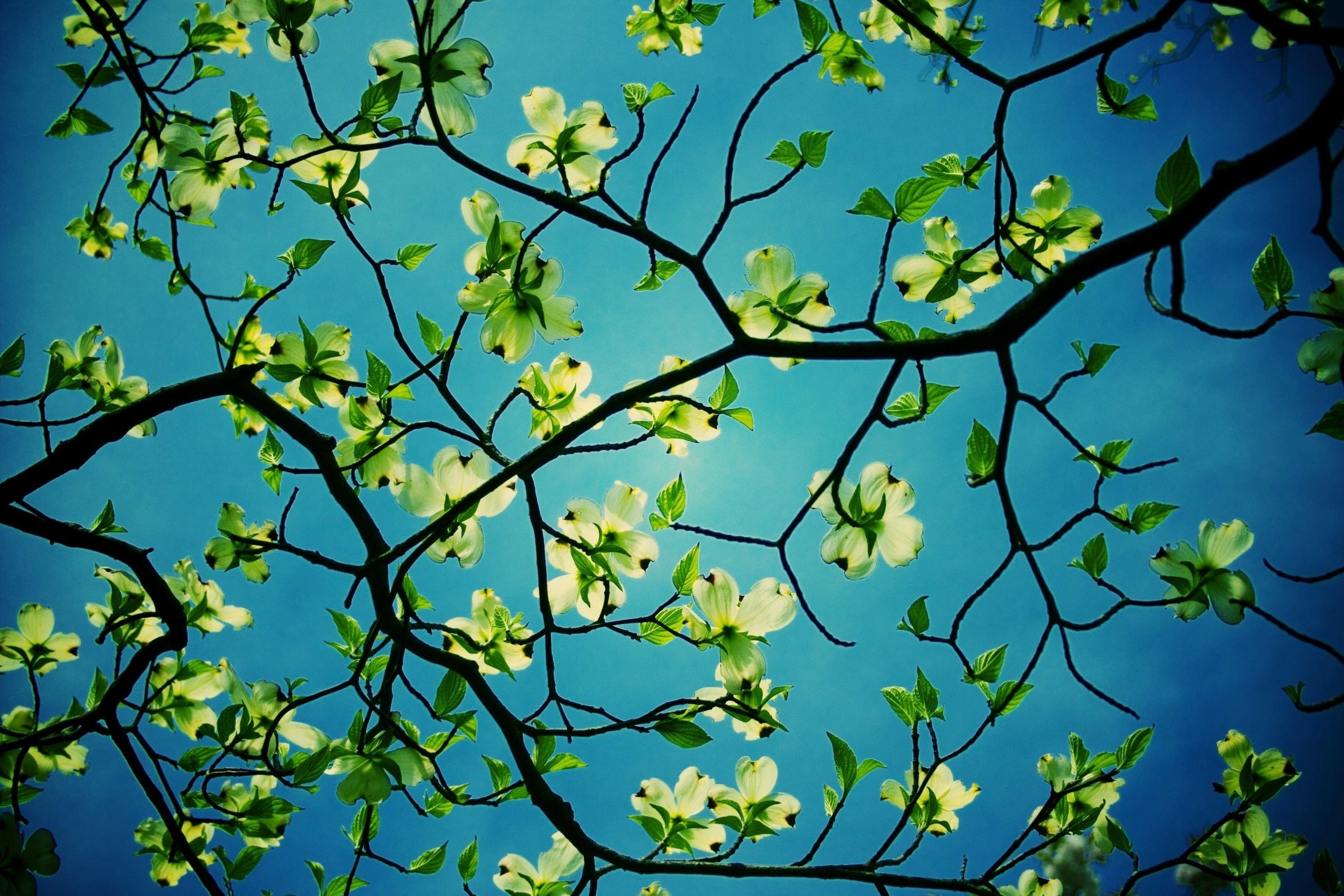 3000x2000 Flowers: Stunning Dogwood Tree Desktop Wallpaper, | Image Browse