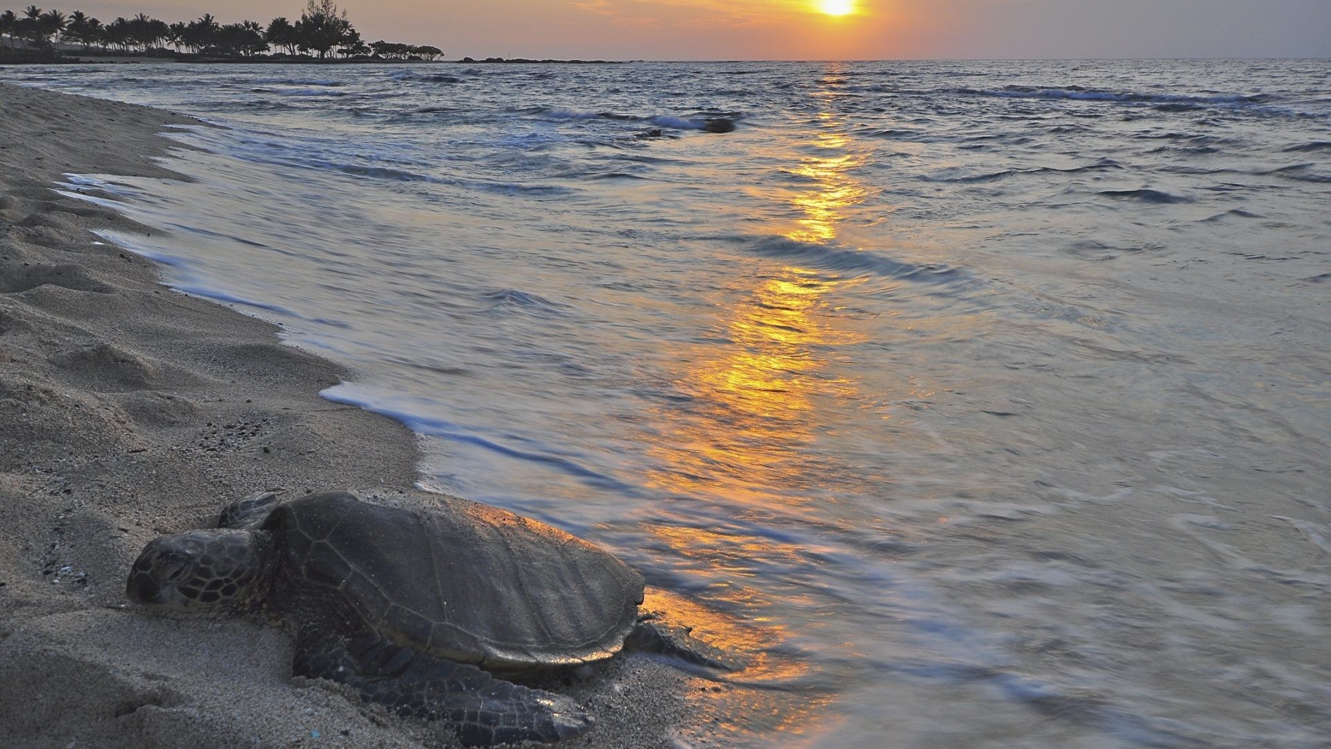 1920x1080 Hawaiian Tag - Ocean Honu Polynesian Polynesia Island Sand Evening Hawaiian  Turtle Pacific Leatherback Sun Set