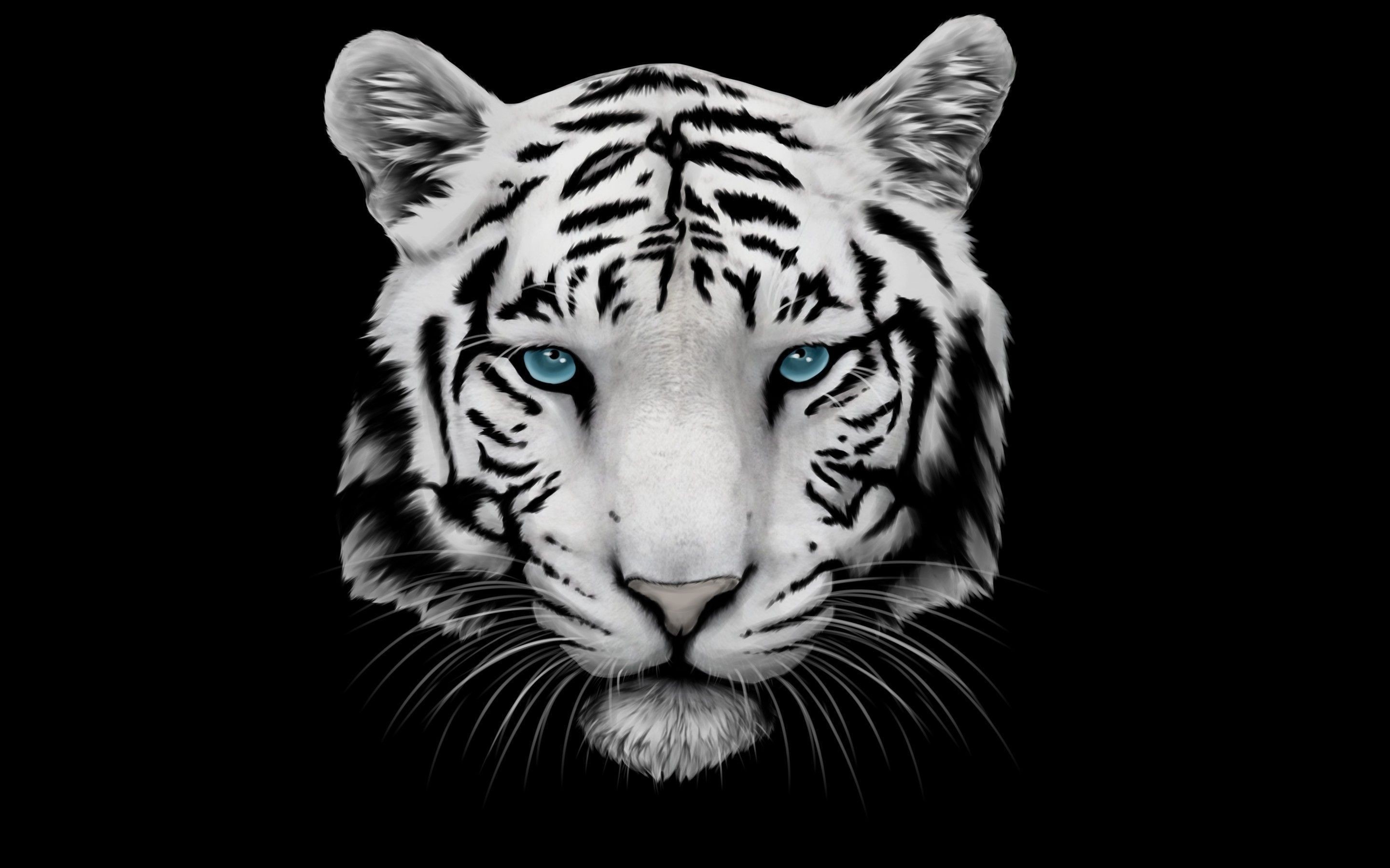 2880x1800  white tiger and blue eyes uhd wallpapers - Ultra High Definition .