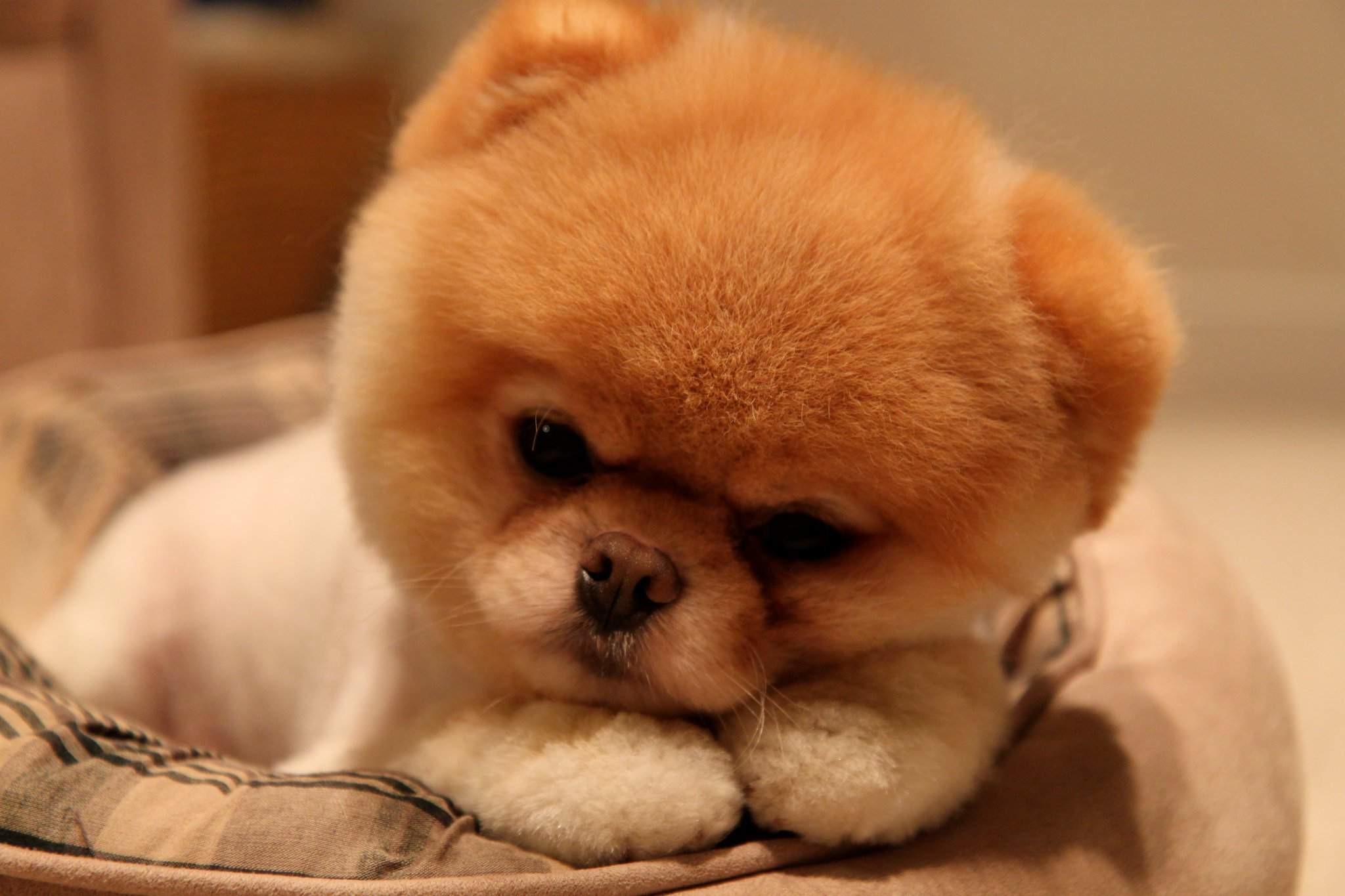 2048x1365 Nice Images | Wallpaper: Meet Boo the Cutest Pomeranian Dog