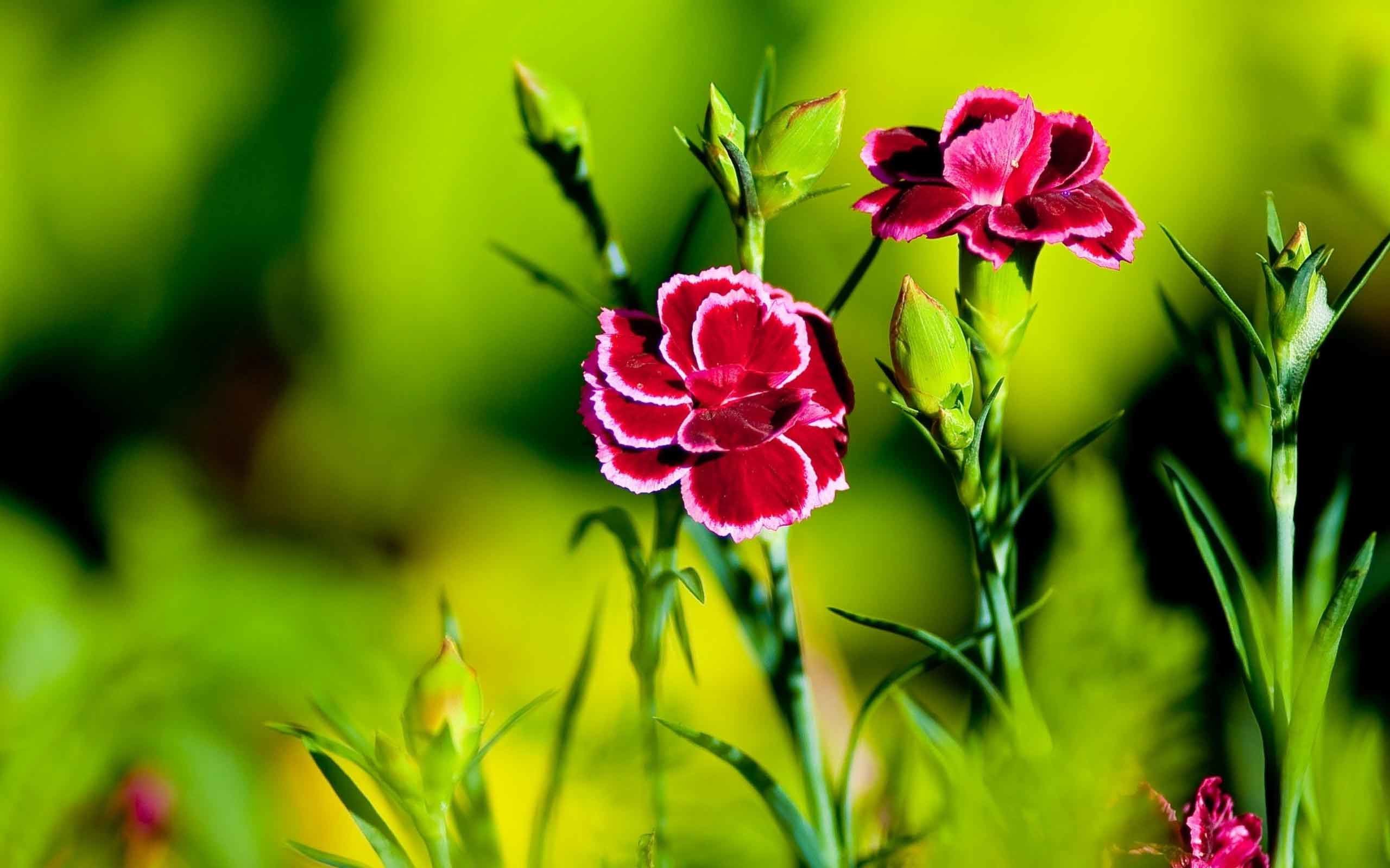 2560x1600 Nature Dark Flower Grass Light Carnation Full HD Wallpapers 1080p Desktop  Download