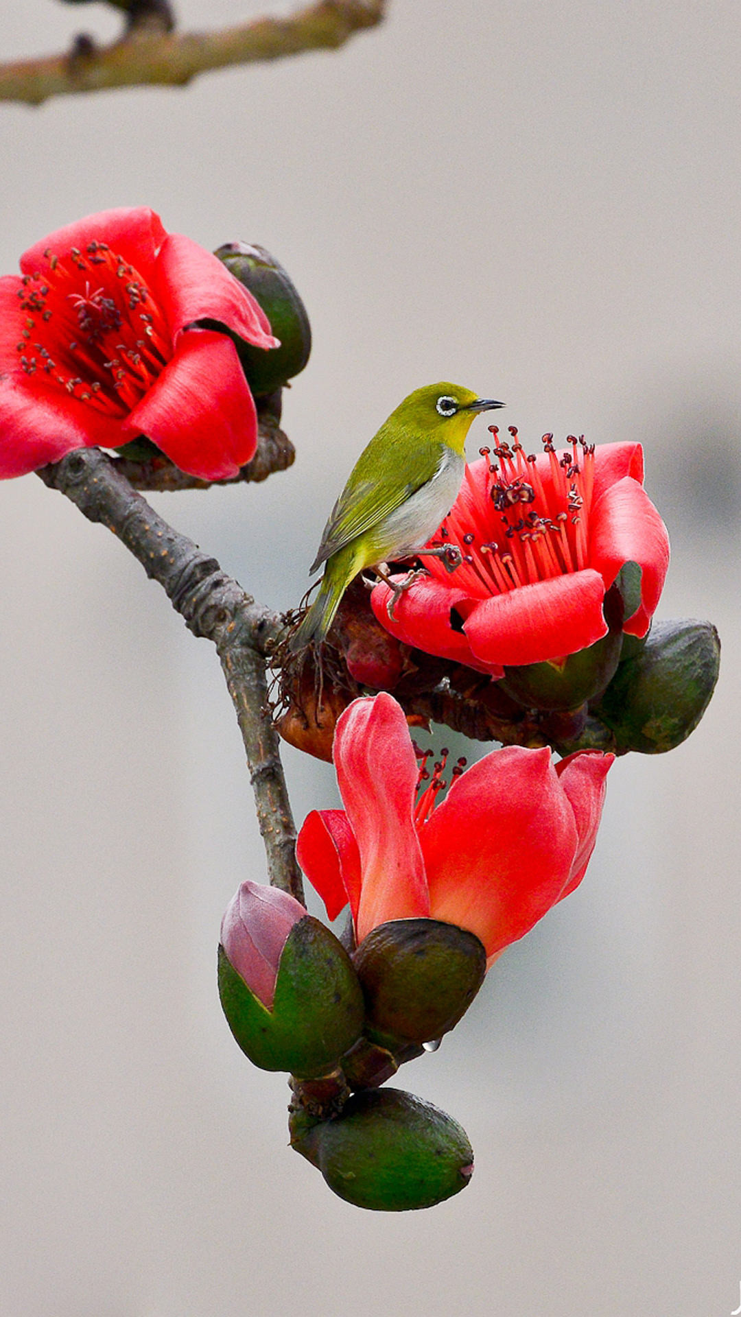 1080x1920 Spring flowers Bird iPhone 6 Plus Wallpaper