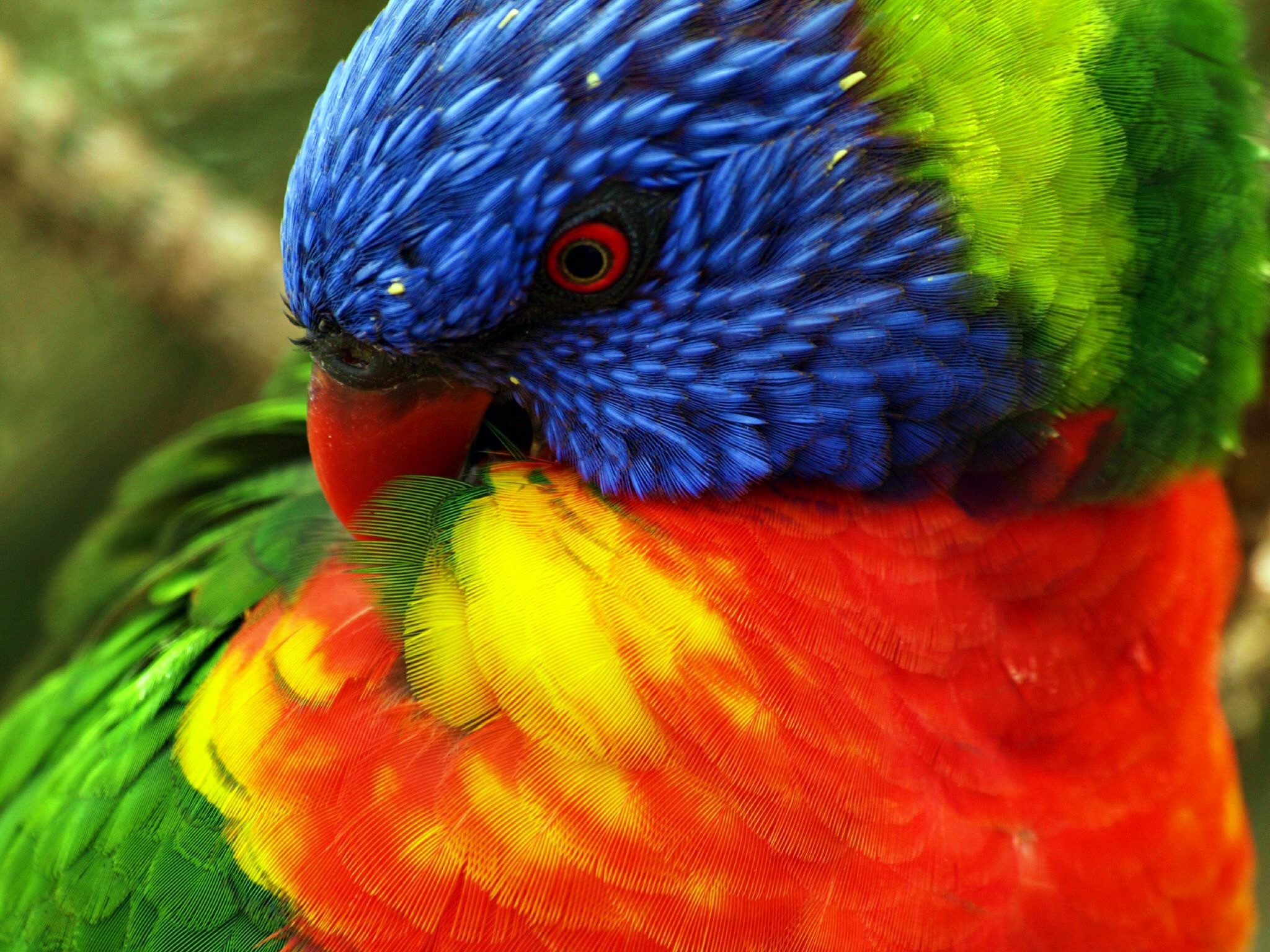 2048x1536 Animal - Rainbow Lorikeet Yellow Green Blue Red Bird Wallpaper