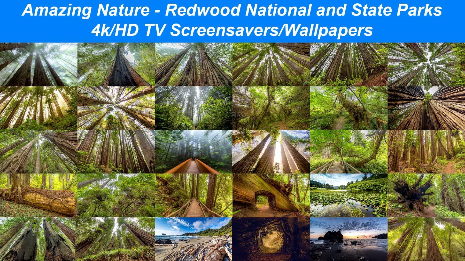1920x1080 Amazing Nature: Redwood National and State Parks 1 – 4K/HD Screensavers/ Wallpapers