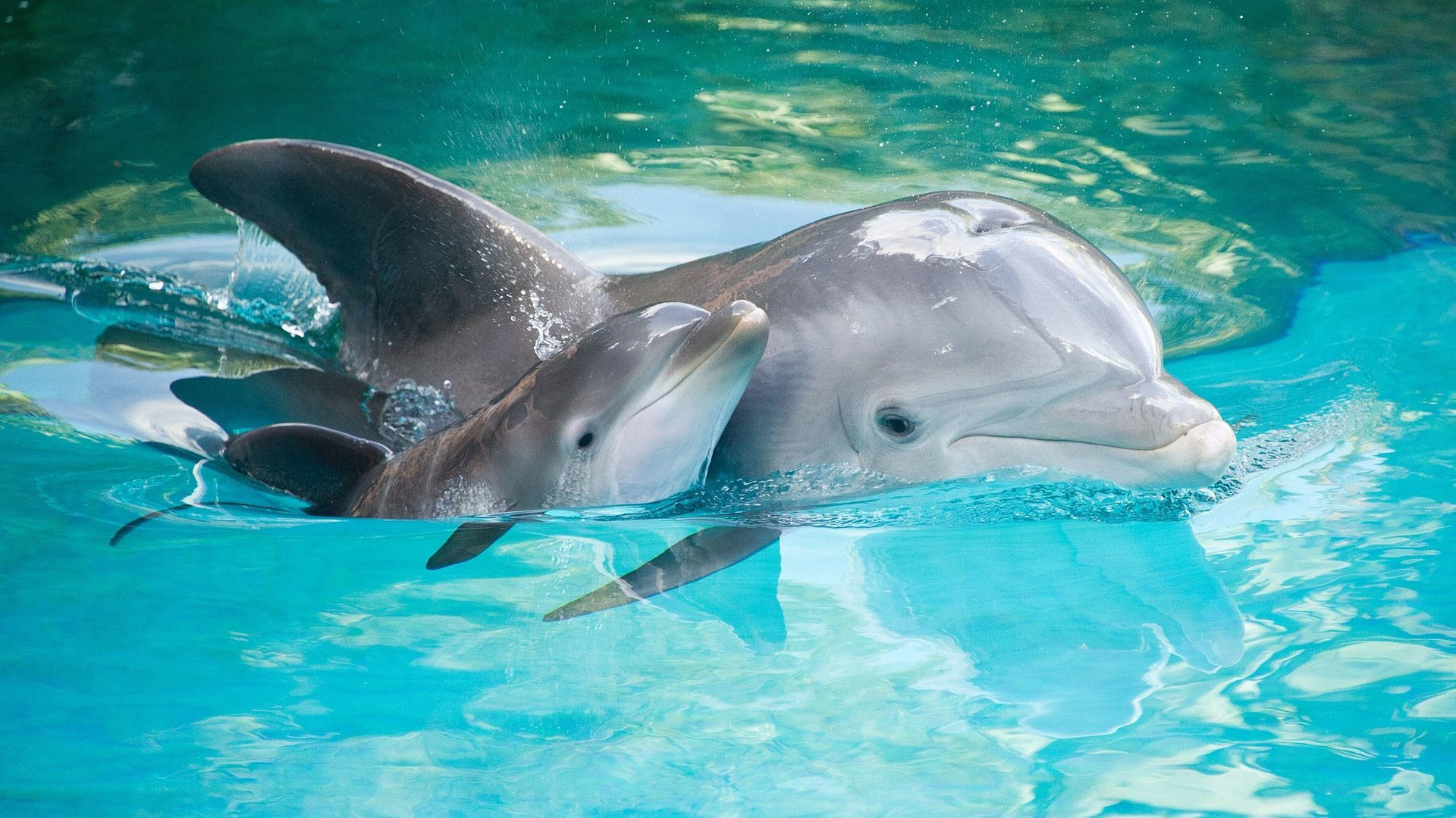 1920x1080 Baby Dolphin Cute Wallpapers for Phones Mobile Background Image