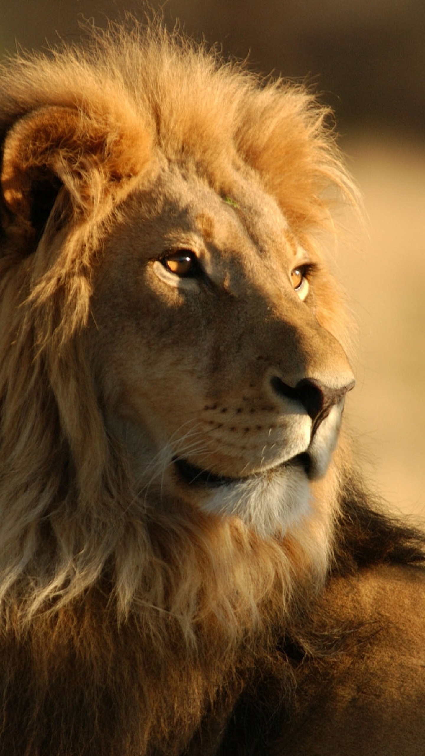 1440x2560 Preview wallpaper lion, face, mane, big cat, predator 