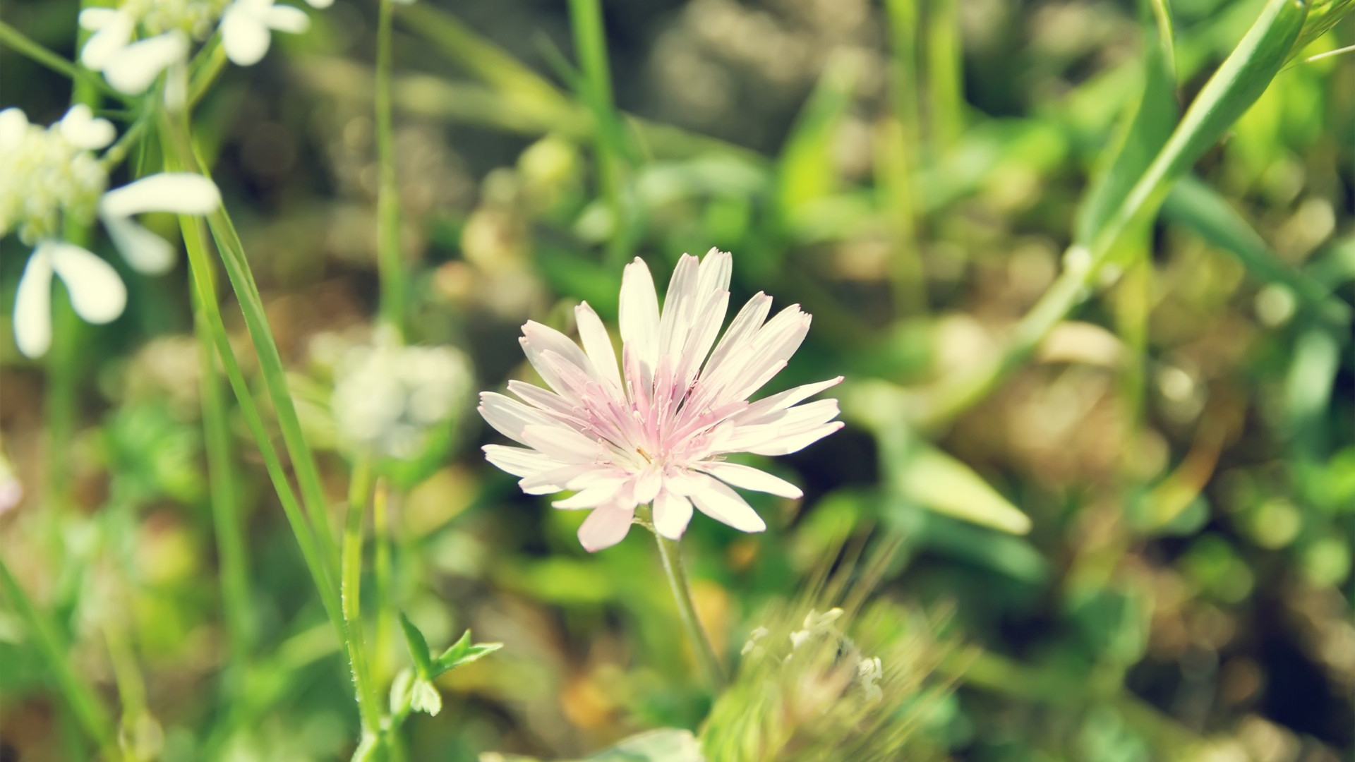 1920x1080 Wild Flowers wallpapers and stock photos