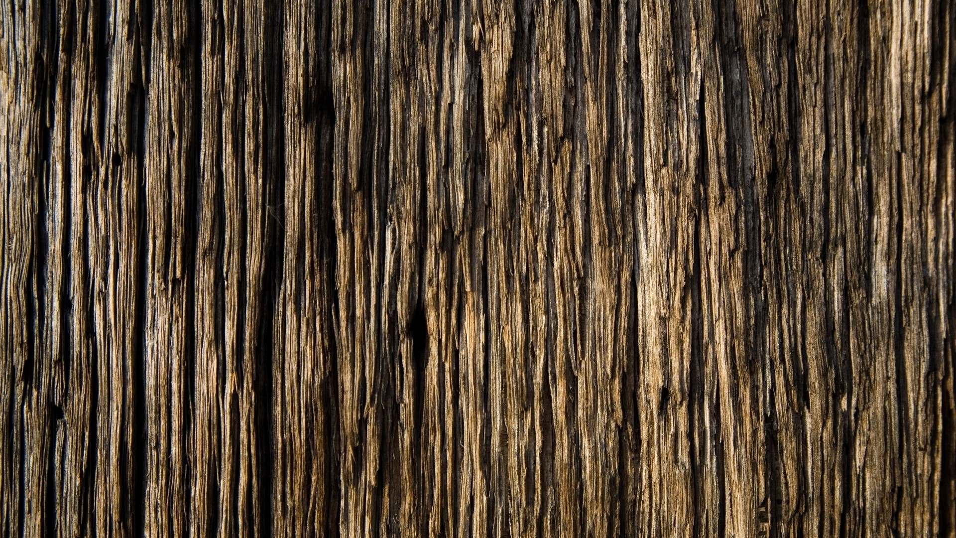 1920x1080 Download texture: tree wood, texture, background, wood