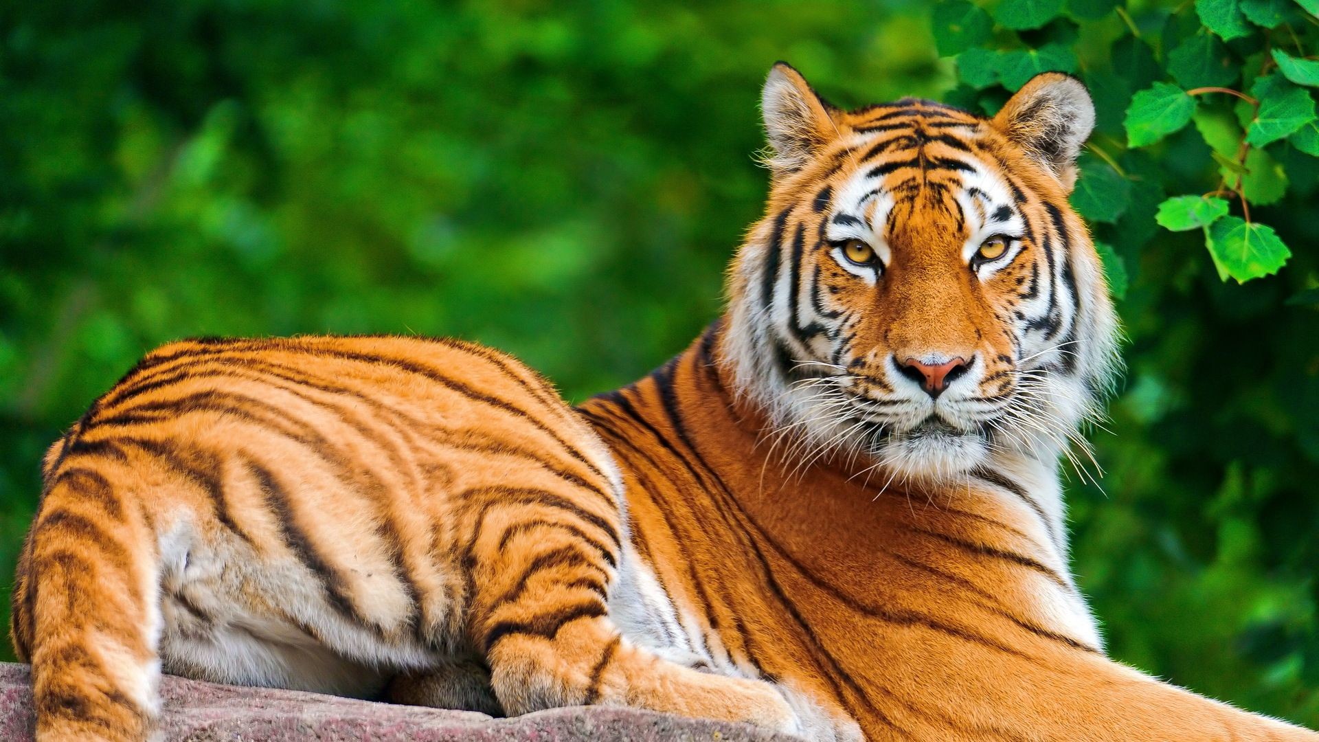 1920x1080 Images of Tiger Animal Wallpapers HD Pictures