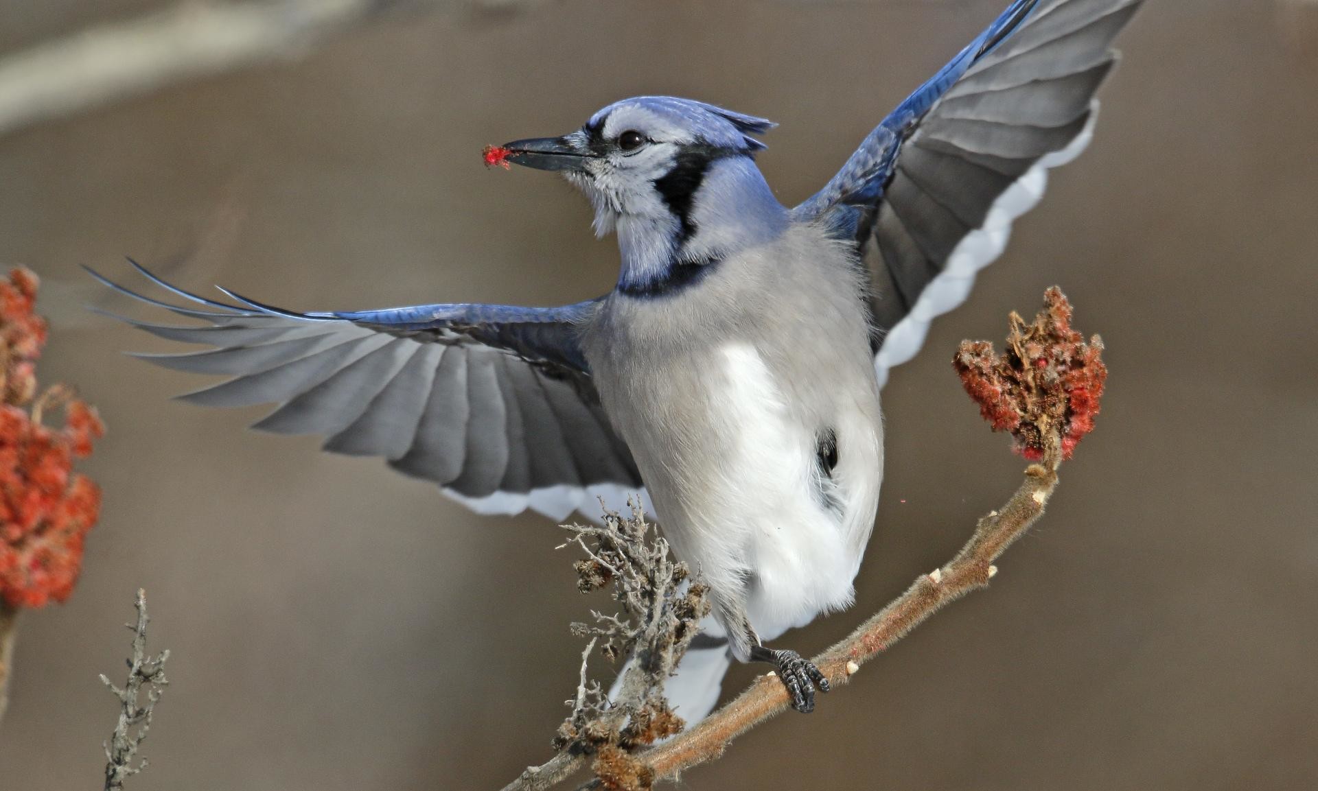1920x1153 Blue Jay wallpapers for iphone