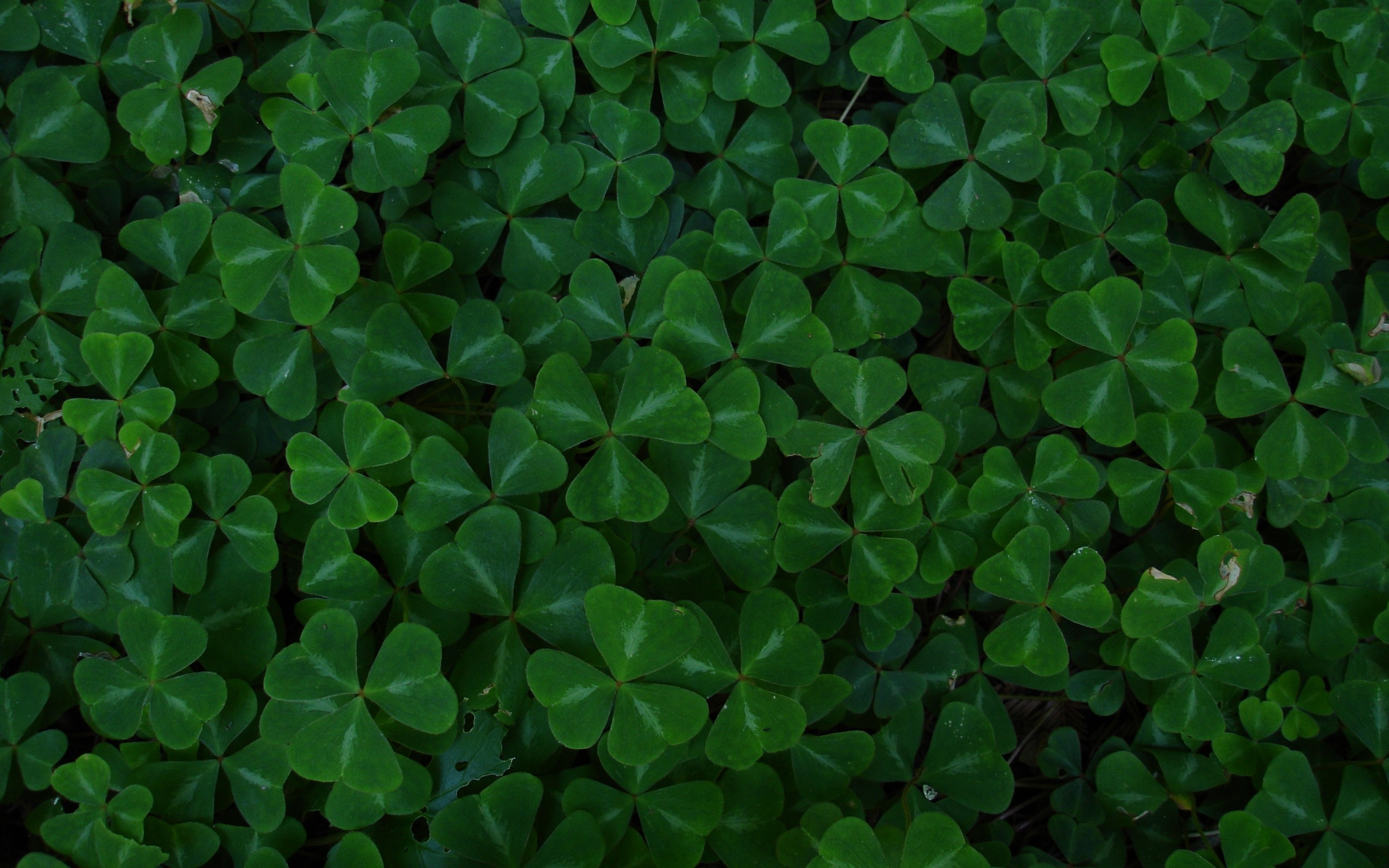 2560x1600 3 Leaf Irish Clovers