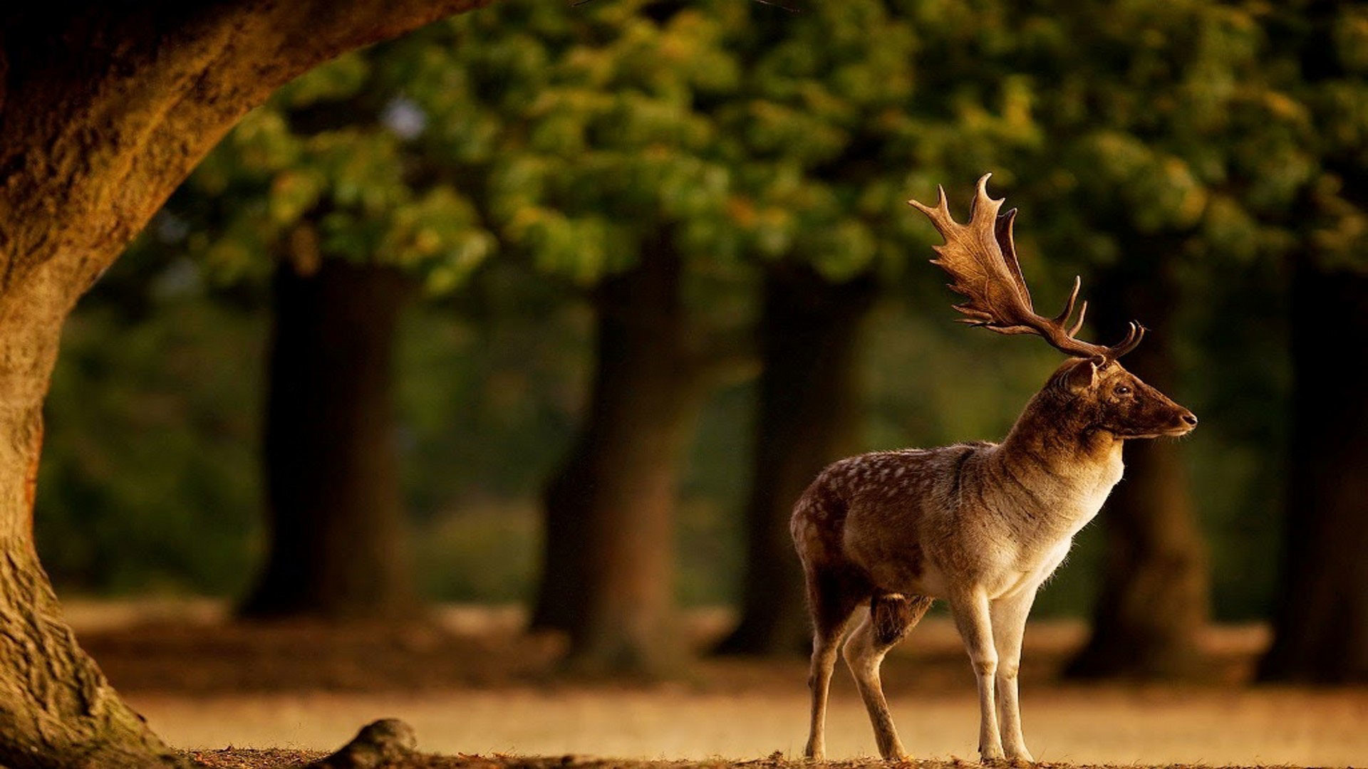 1920x1080 hd pics photos beautiful deer male big horn forest animals hd quality  desktop background wallpaper