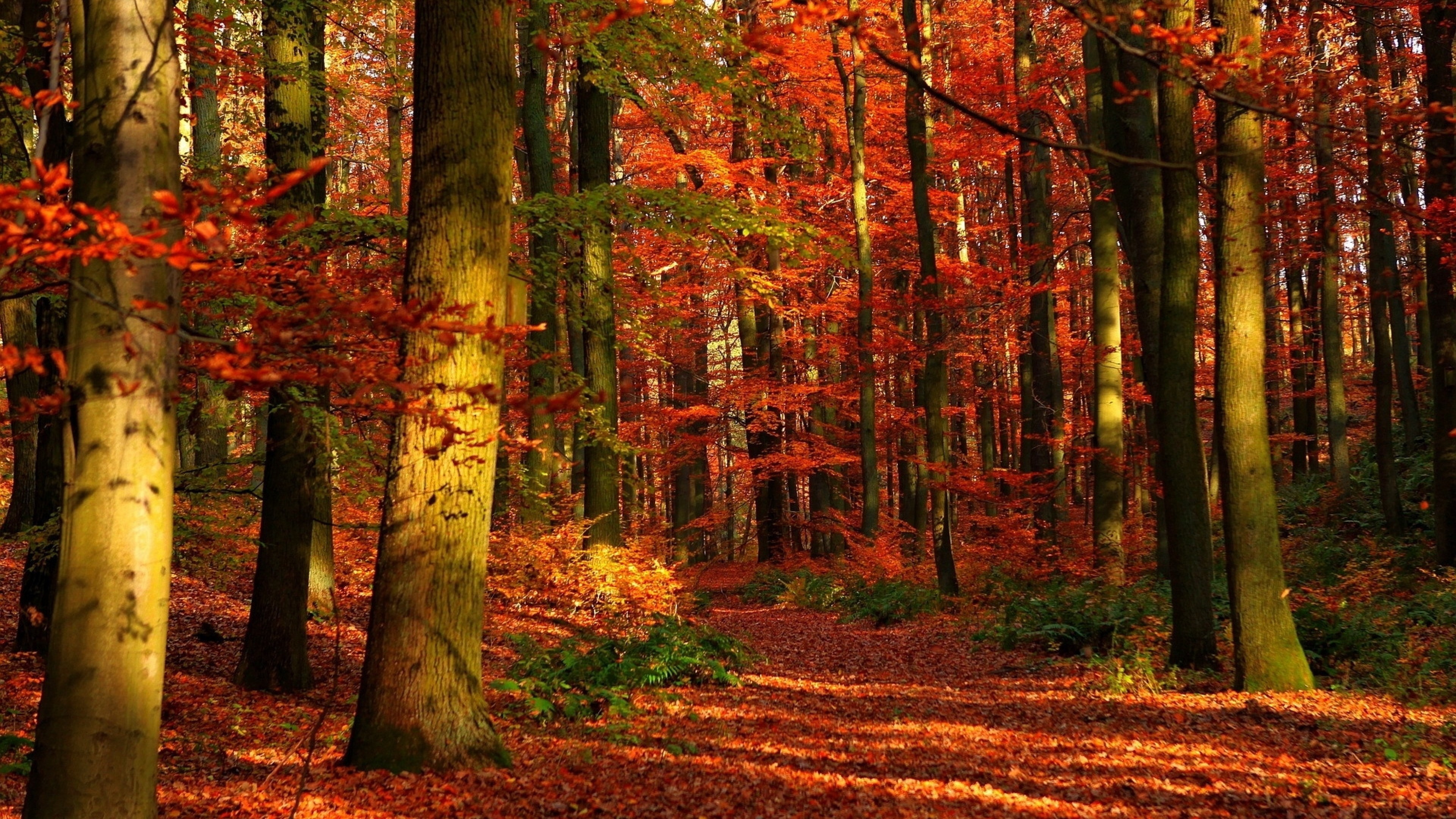 3840x2160 Preview wallpaper autumn, wood, leaves, trees, red, gleams 