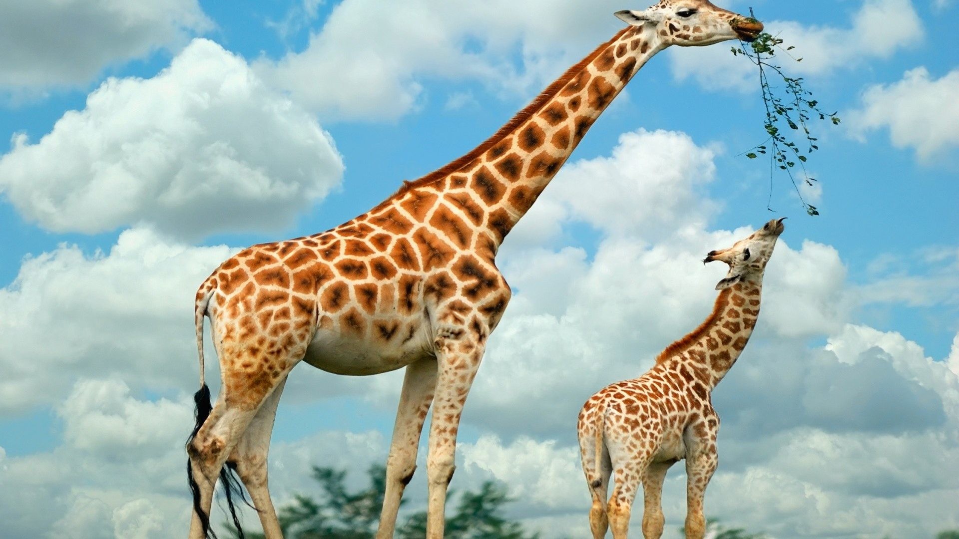 1920x1080 Animals family giraffe high definition desktop wallpaper free