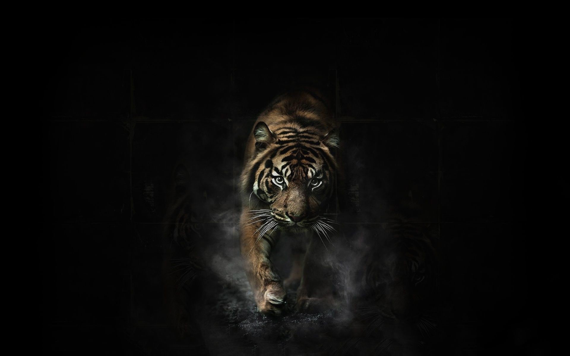 1920x1200 Tiger Wallpapers Collection For Free Download | HD Wallpapers | Pinterest | Tiger  wallpaper, Wallpaper and Hd wallpaper