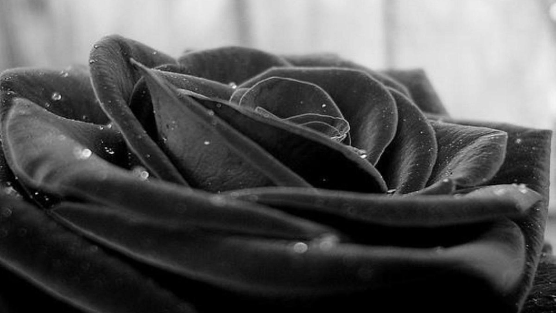 1920x1080 Black And White Rose Wallpapers Wallpaper