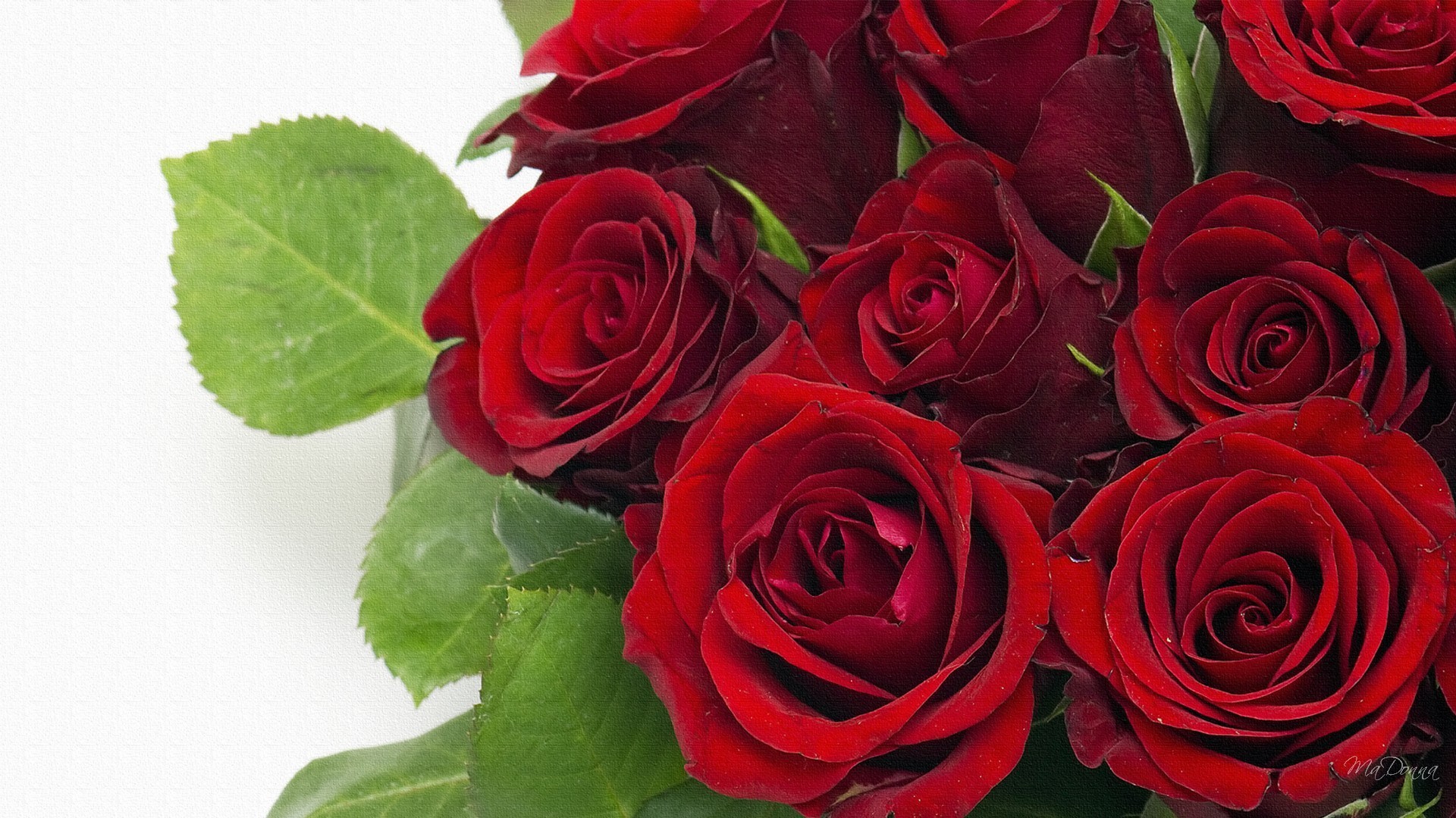 1920x1080 Dark red roses