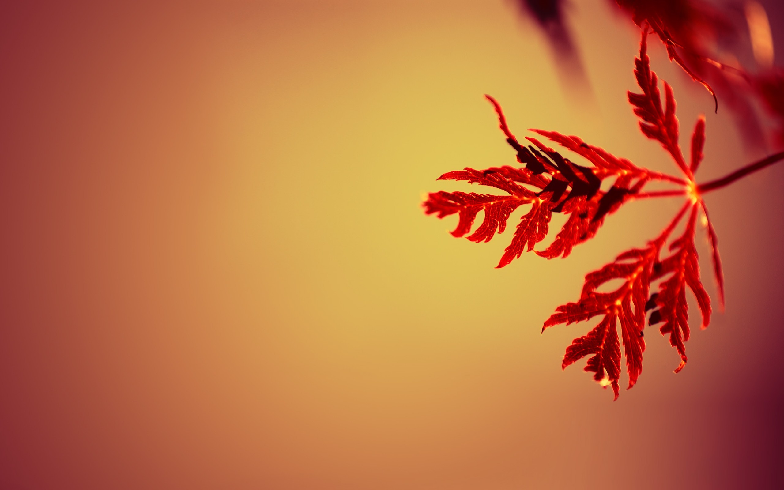 2560x1600 Beautiful Red Leaves Wallpaper