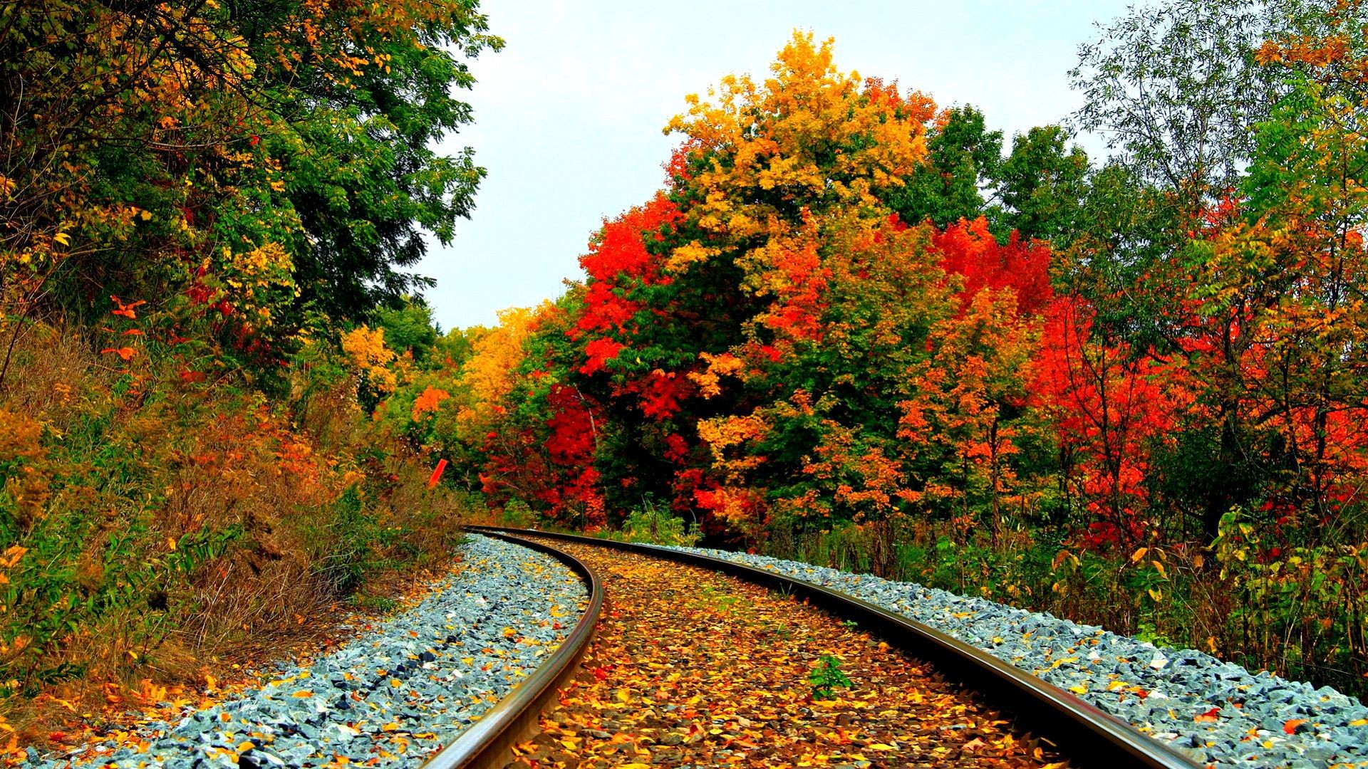 1920x1080 A railroad running through a field of turning leaves