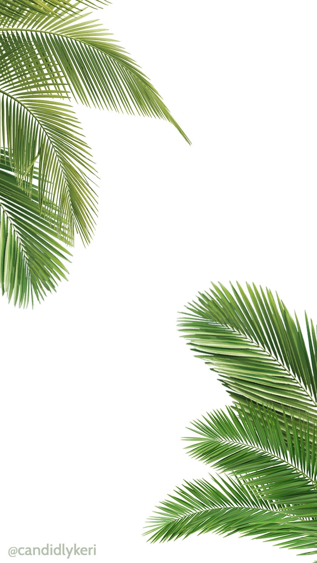 1080x1920 Palm tree and white wallpaper free download for iPhone android or desktop  background on the blog!