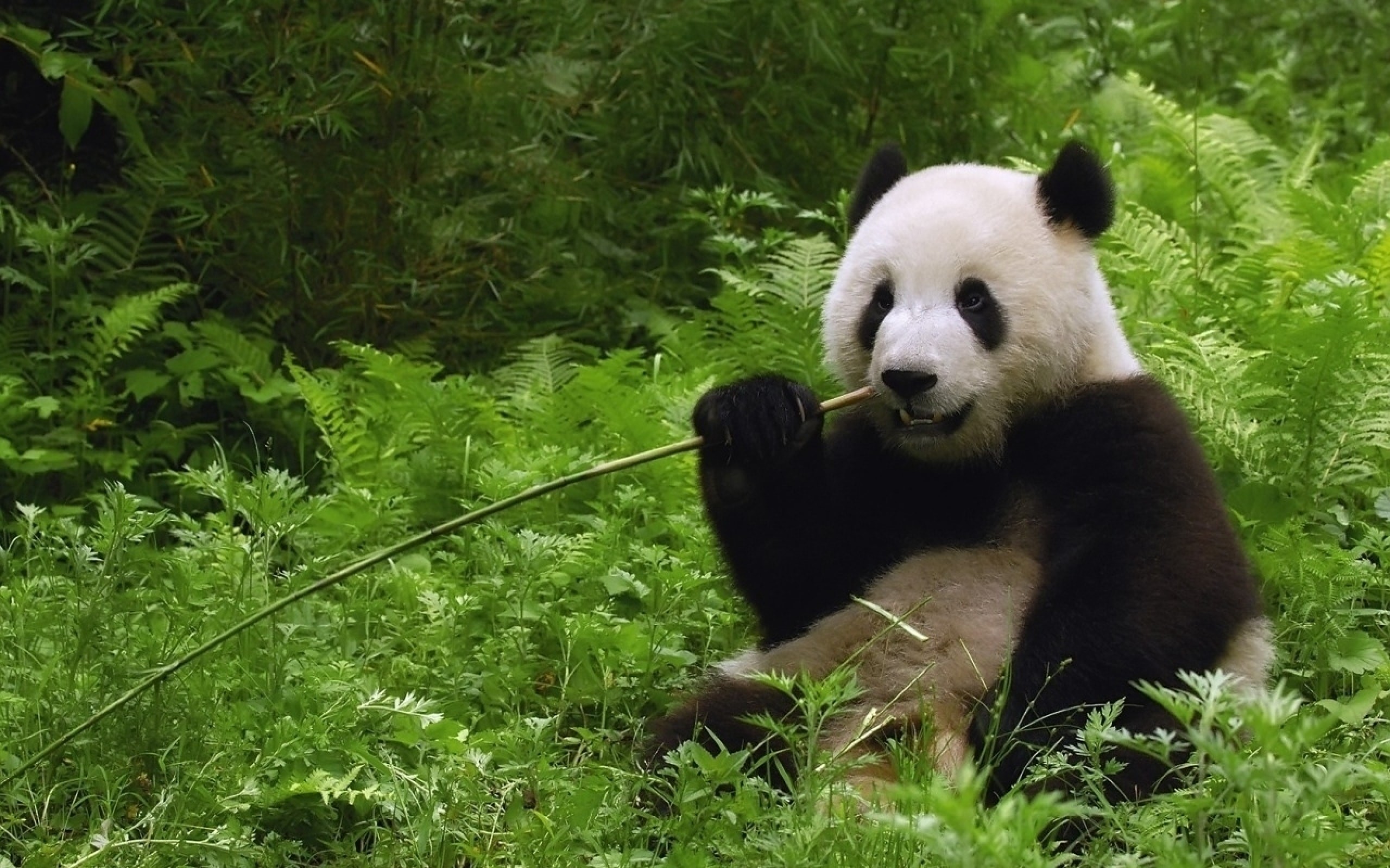 2560x1600 ×× × ×××× ××ª ××××¢ Nolazco on bear panda | Pinterest | Panda and Bears