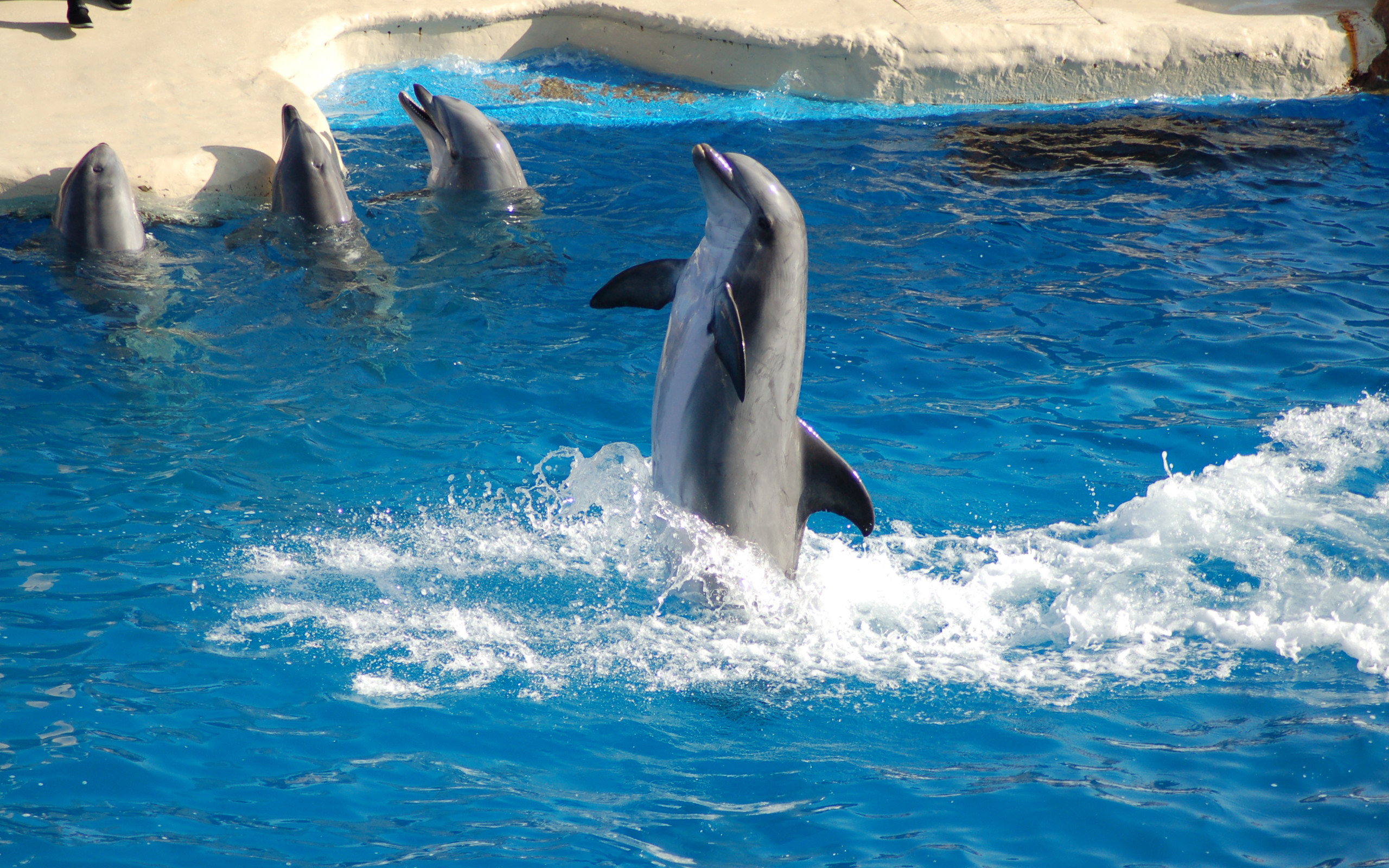 2560x1600 Pics Photos - Wallpaper Com Photo Animated Dolphin .