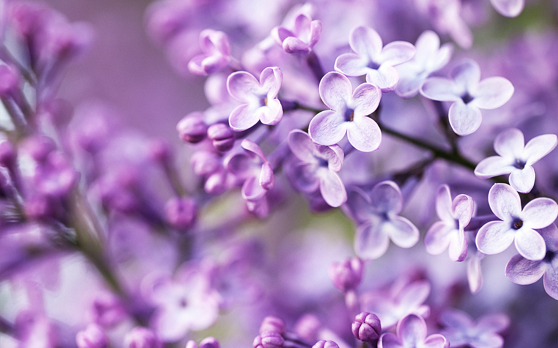 1920x1200 Spring Purple Flowers
