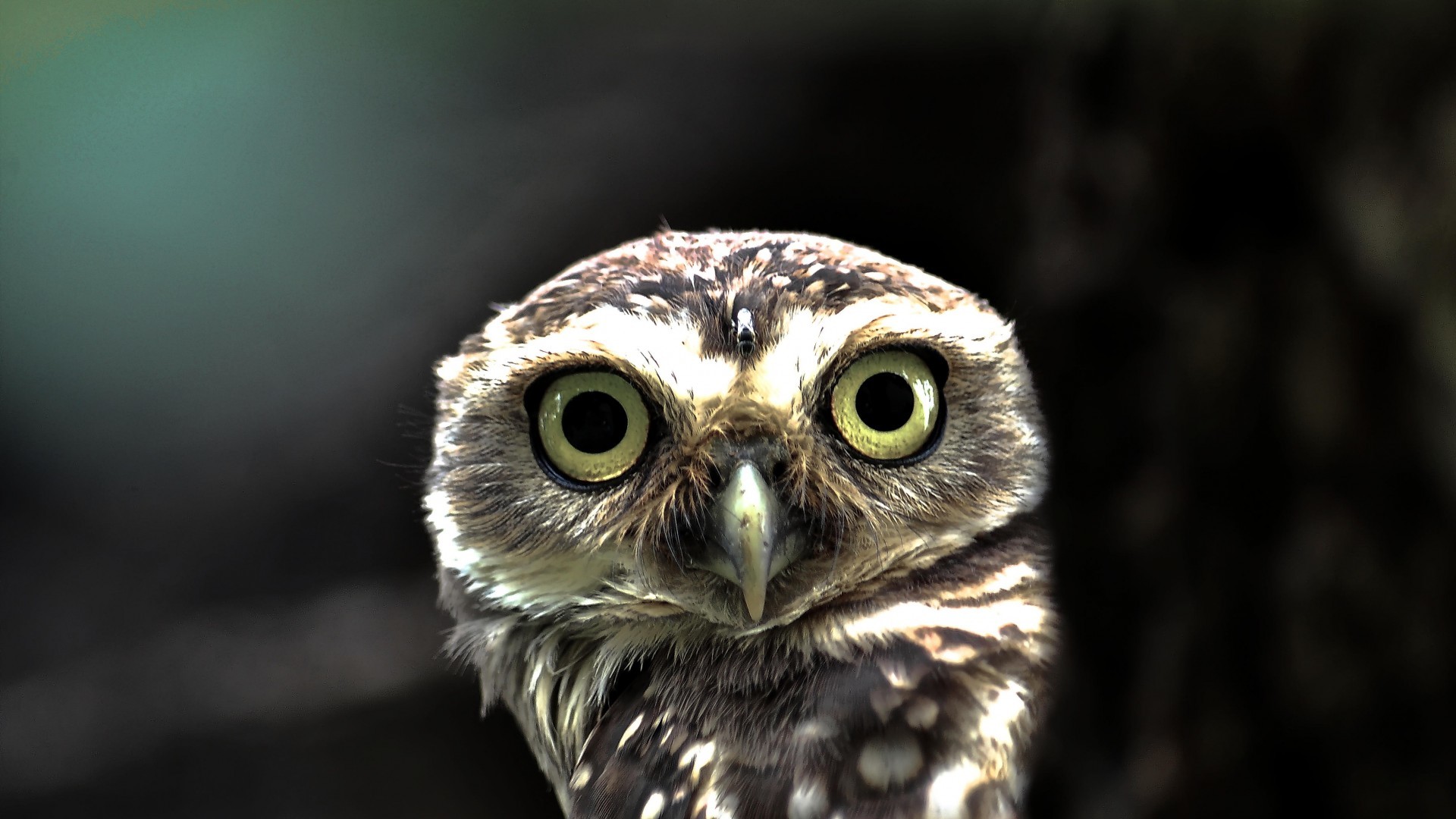 1920x1080 Owl Desktop Backgrounds
