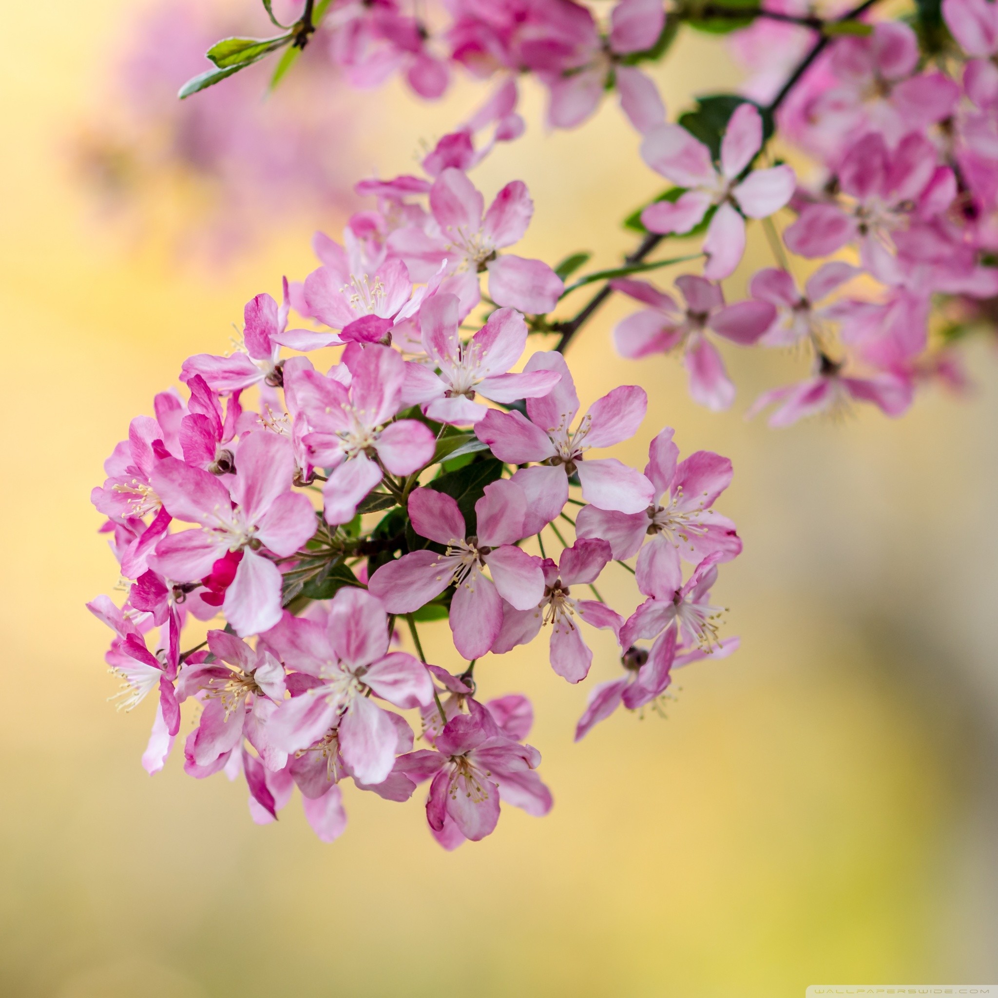 2048x2048 Cute Spring Tree Blossom HD desktop wallpaper Widescreen High