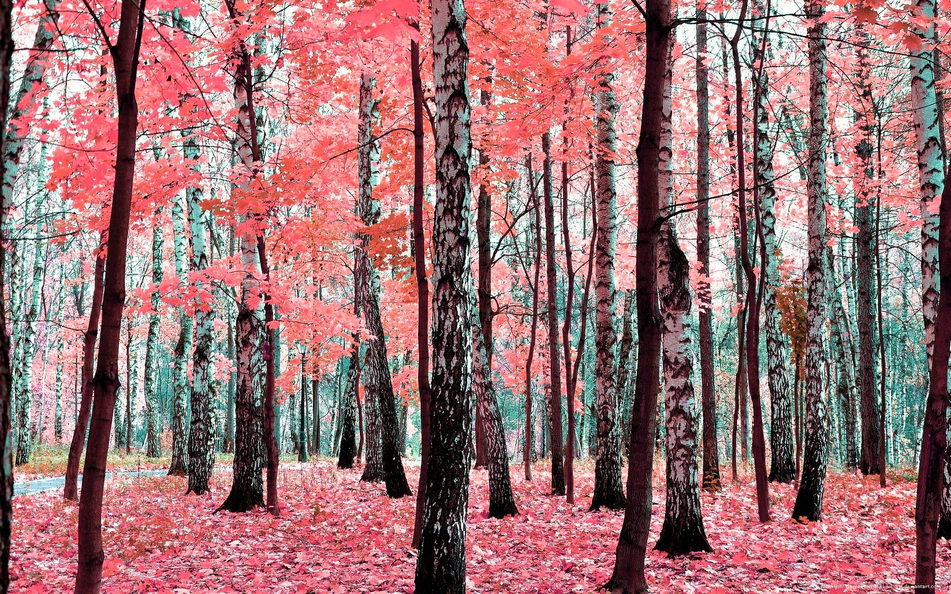 1920x1200 Picture Nature Autumn Forests Trees 
