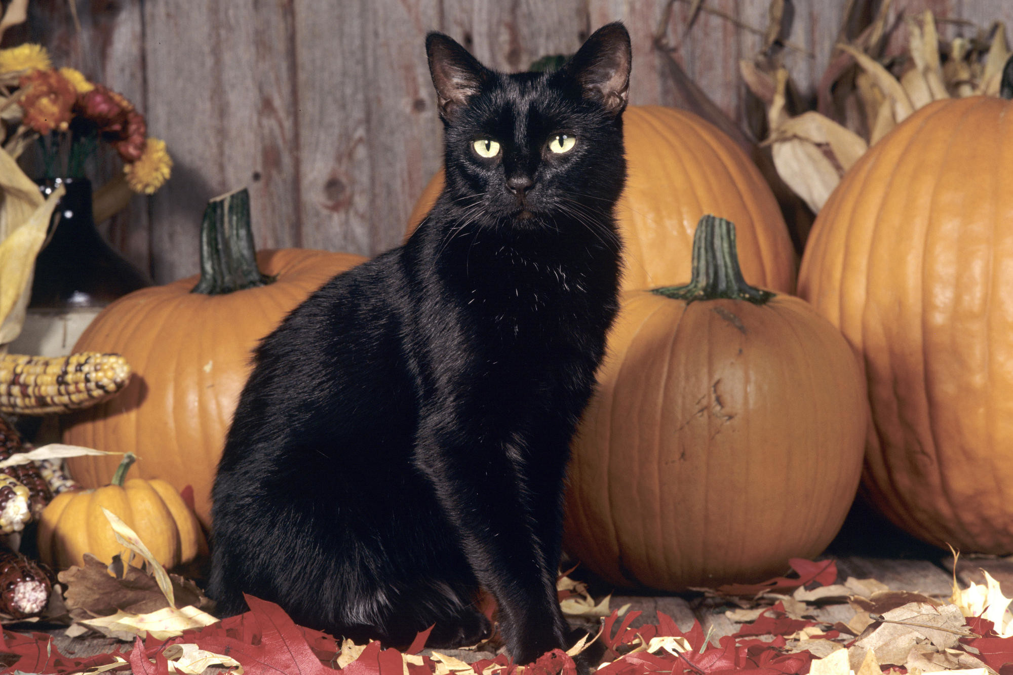 2000x1333 Halloween Black Cat Pumpkin