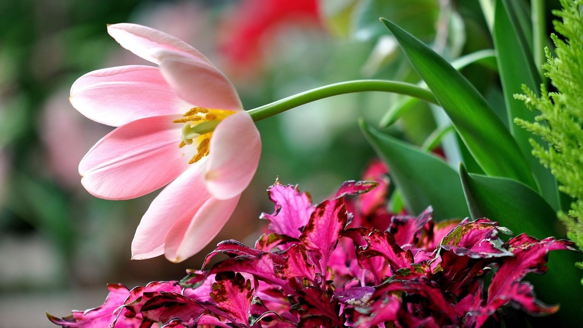 1920x1080 Beautiful Pink Flowers wallpapers (71 Wallpapers) – HD Wallpapers ...