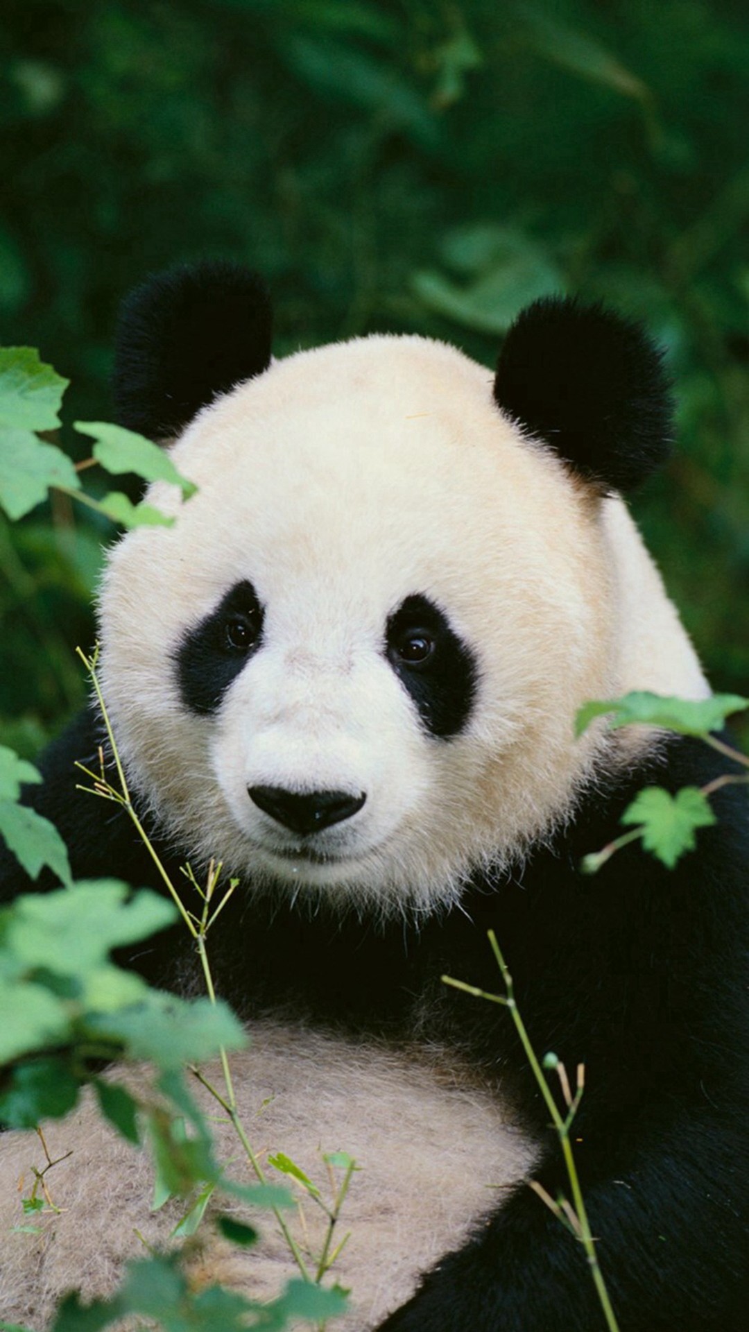 1080x1920 Panda Woods Nature iPhone 6 wallpaper