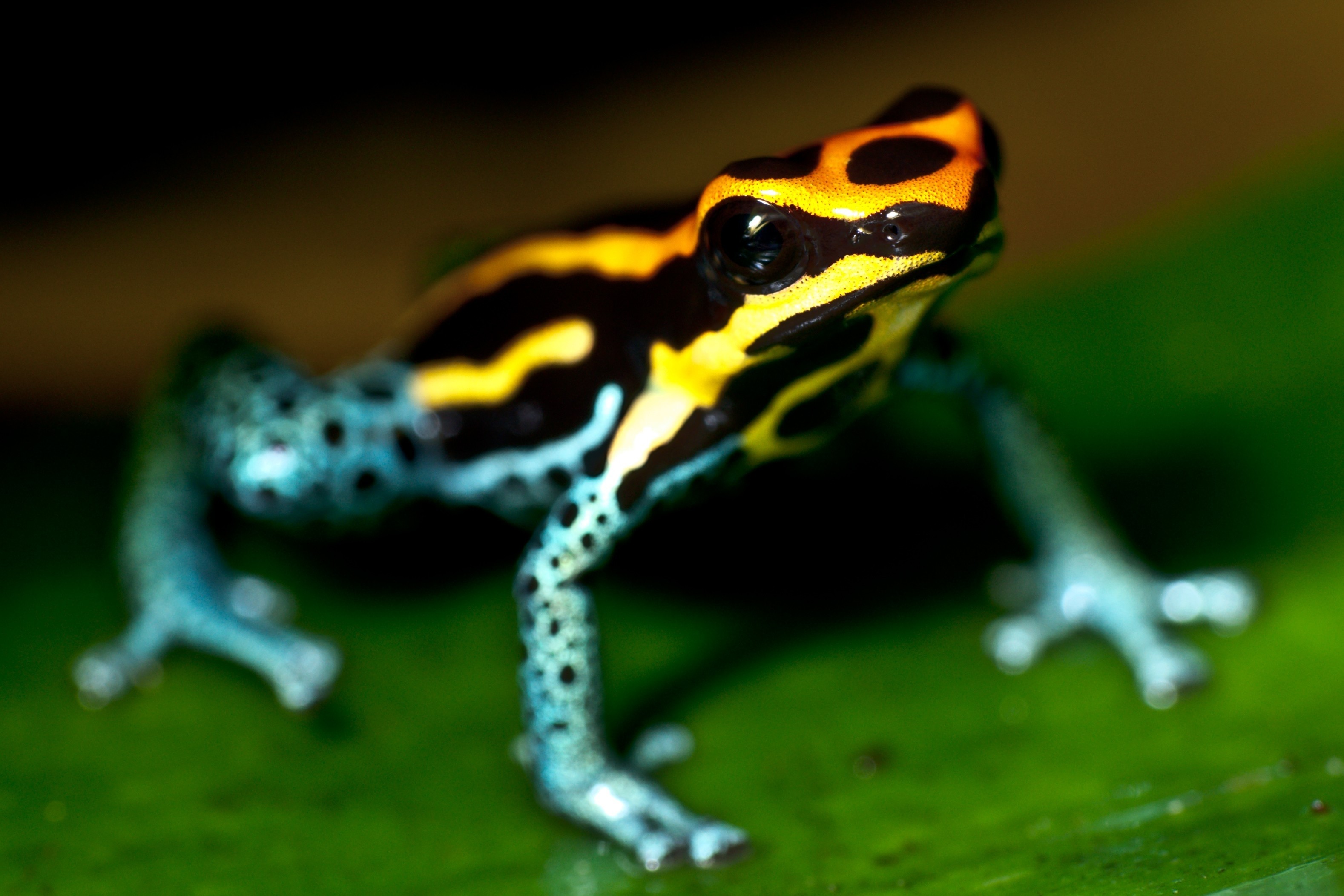 3156x2104 ... Strawberry Poison Dart Frog | The Nature Conservancy | Frogs .